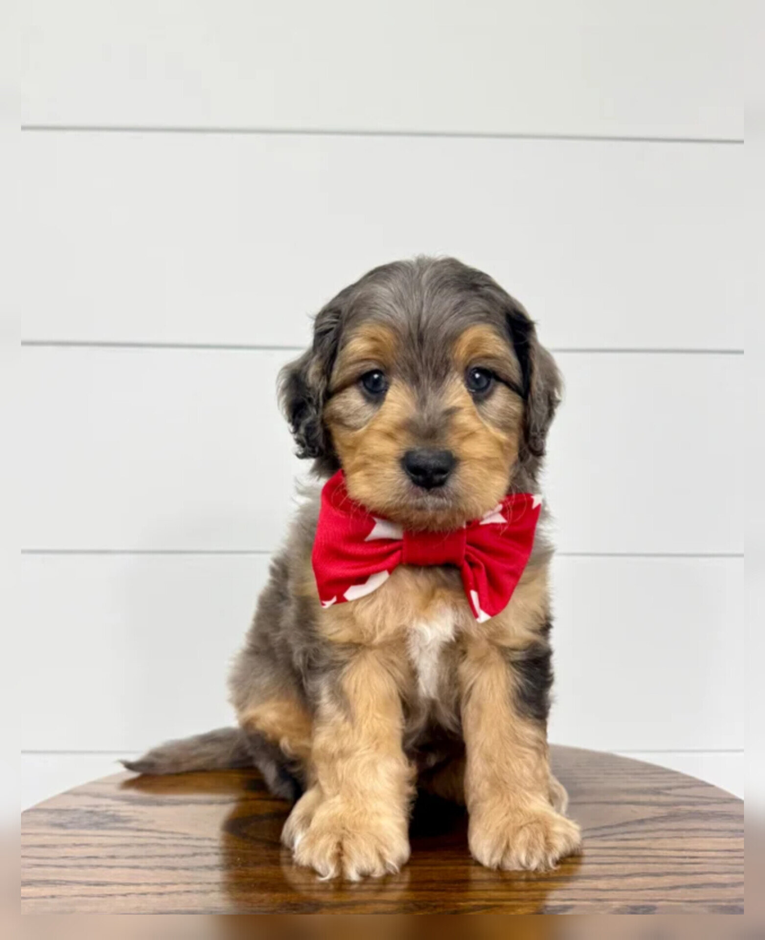 Max Bernedoodle Puppy image 1