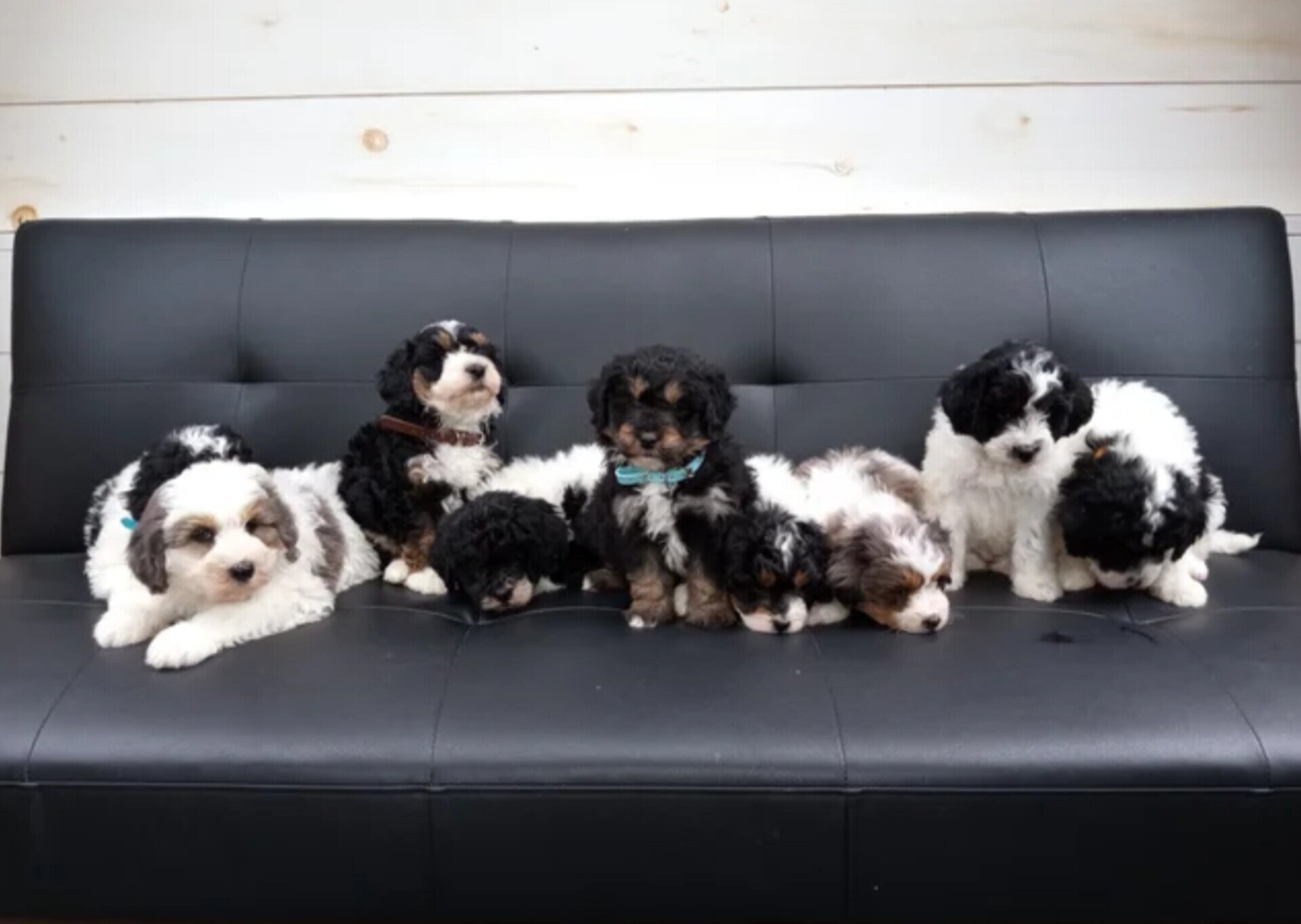 Luna Mini Bernedoodle image 1