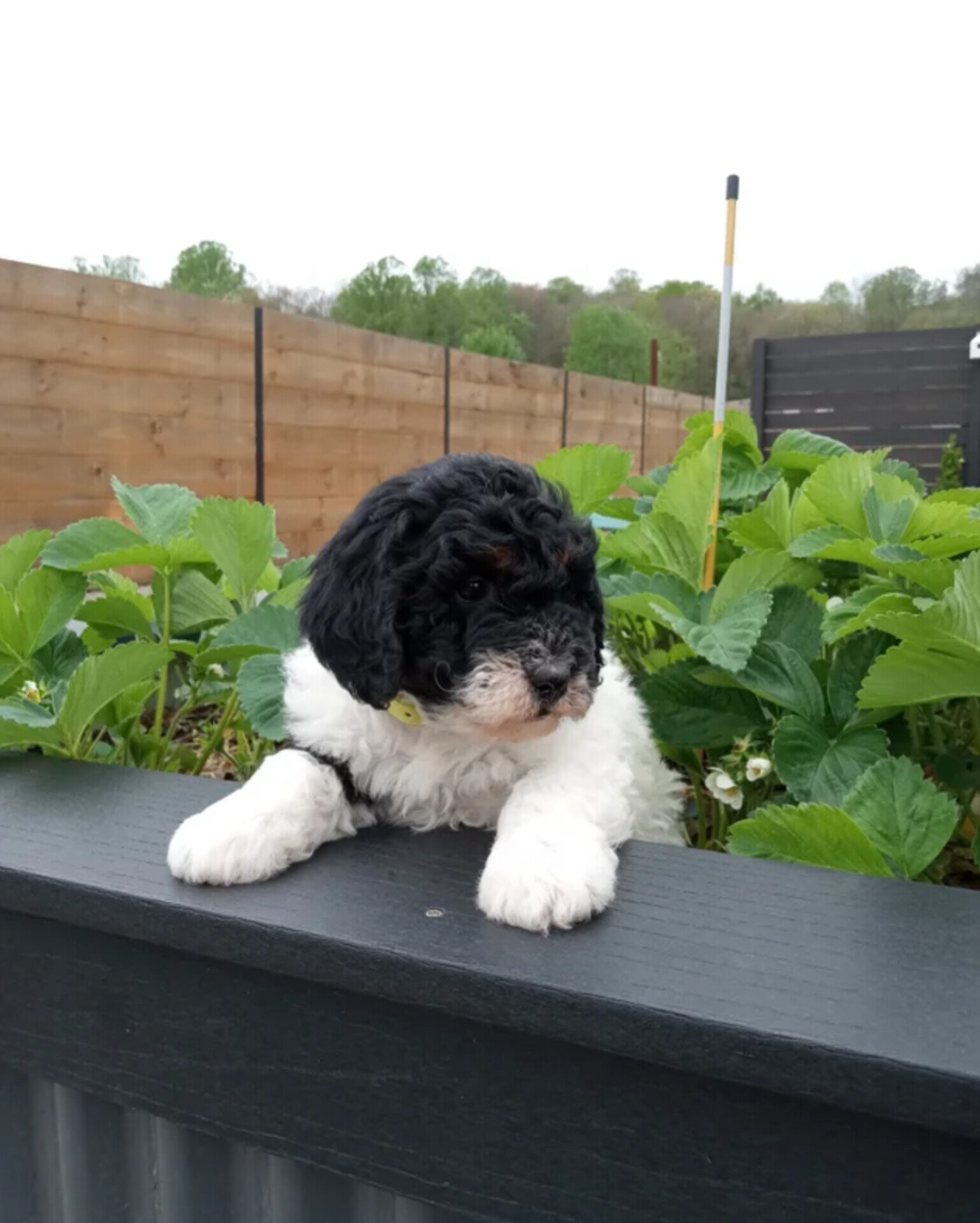 Lyric Mini Bernedoodle image 2