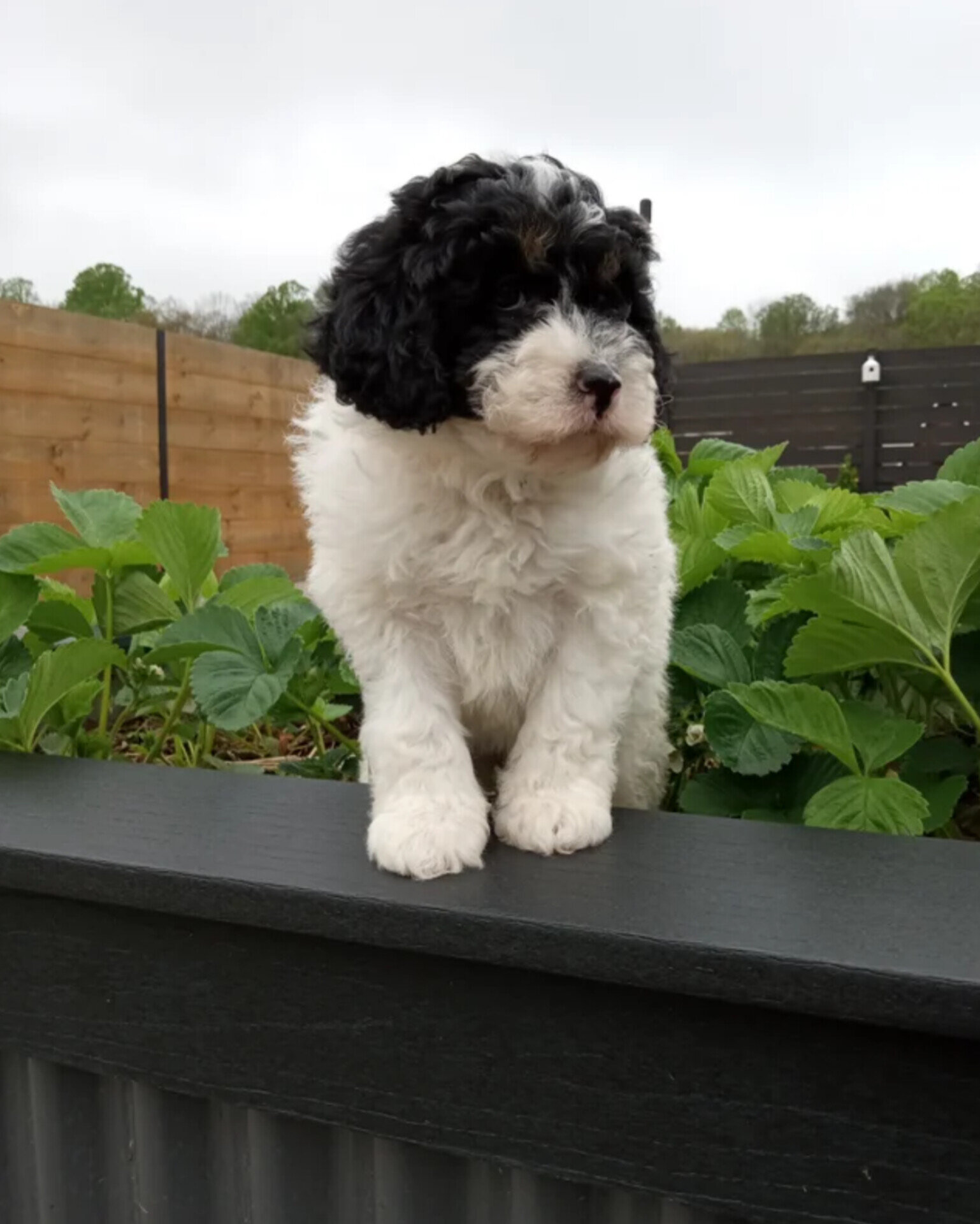 Lyric Mini Bernedoodle Famele image 1