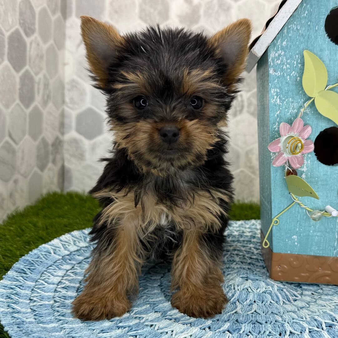 I'm Gizmo! I'm an 11-week-old male Yorkshire Terri image 3