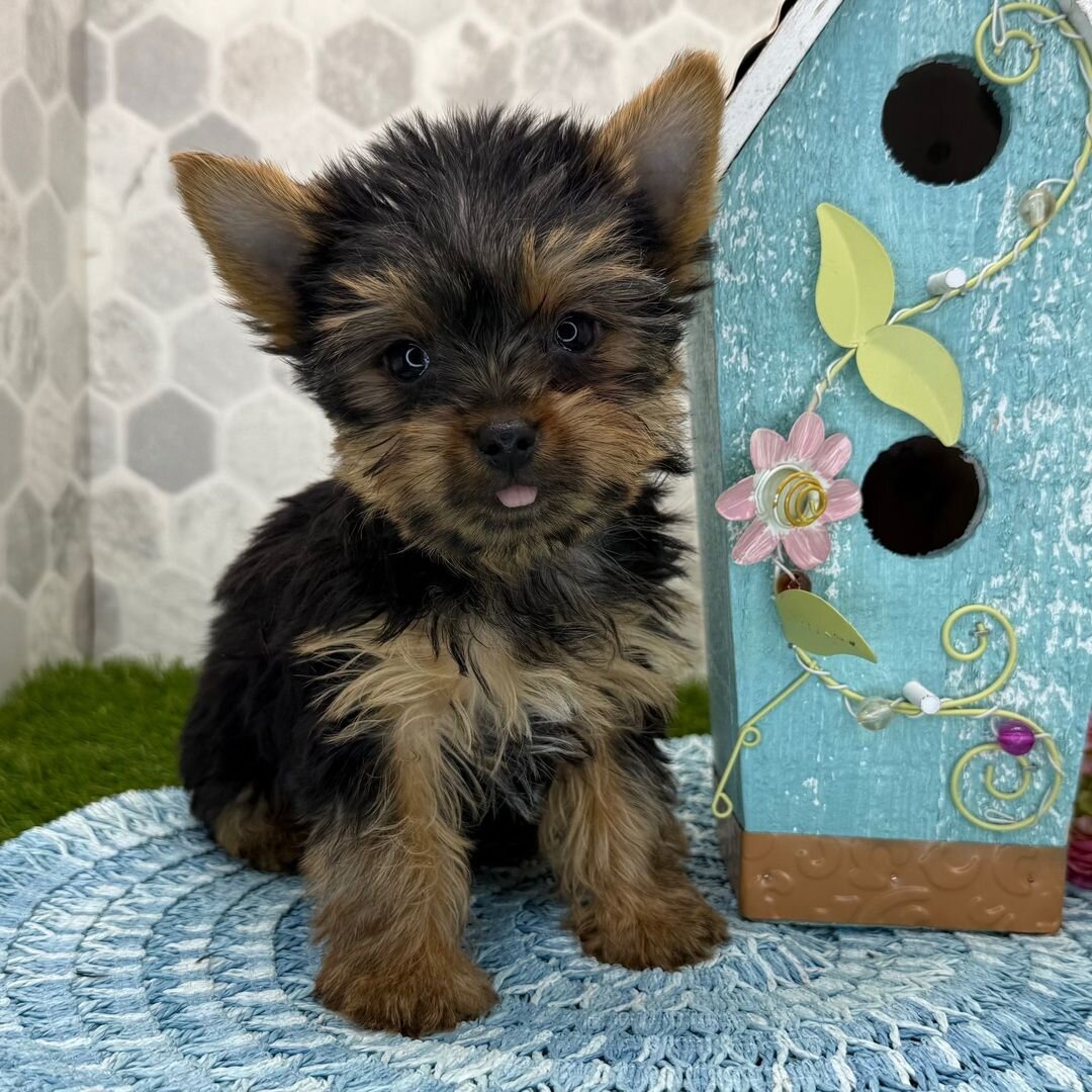 I'm Gizmo! I'm an 11-week-old male Yorkshire Terri image 1