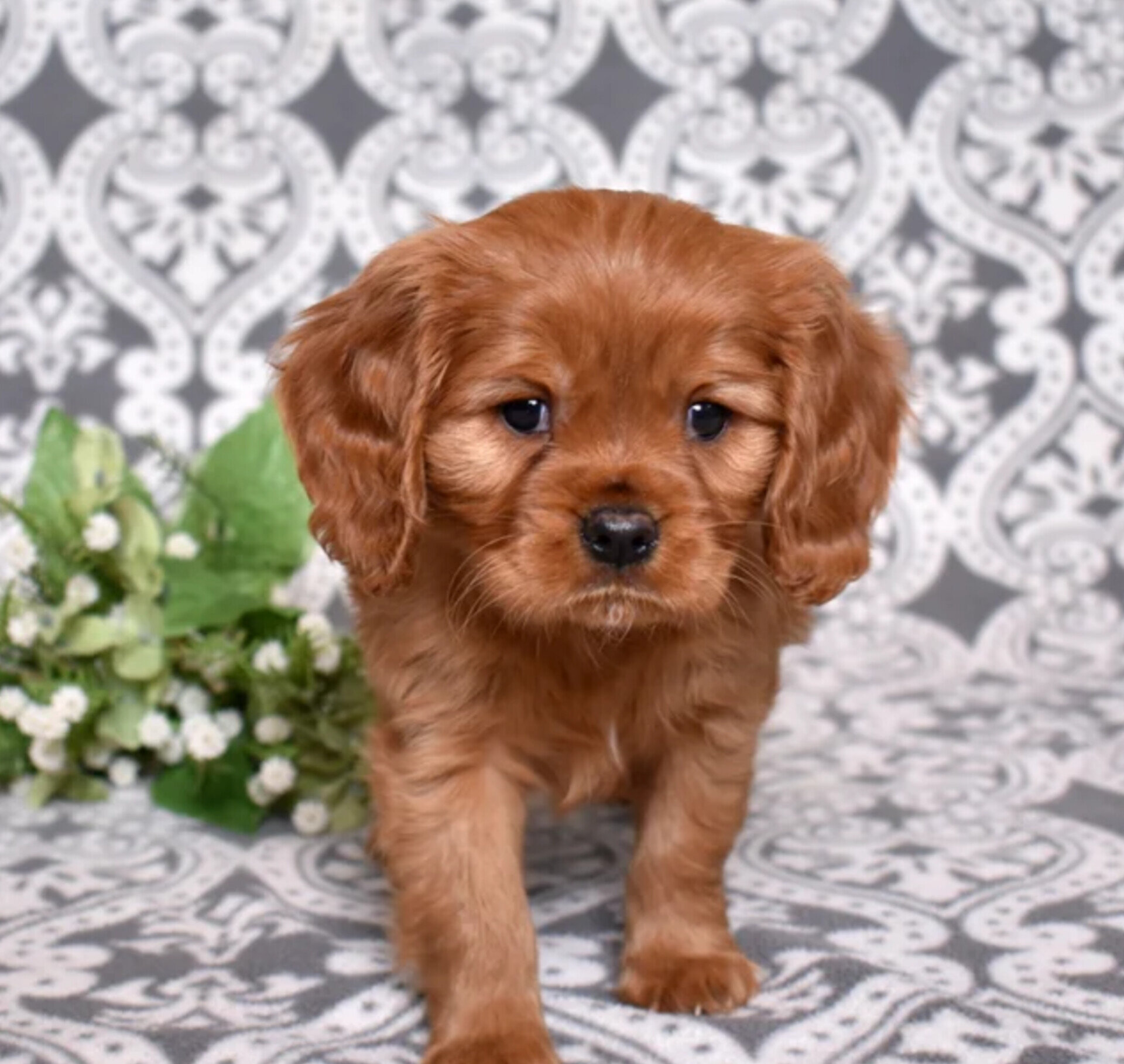 Charlie Cavalier King Charles Spaniel image 1