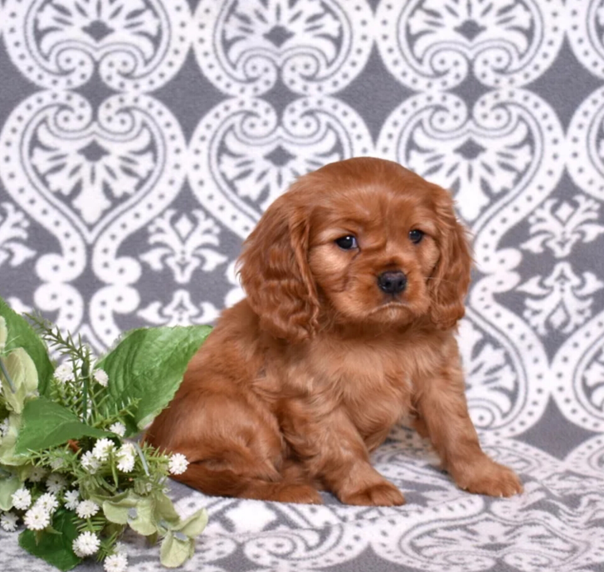 Charlie Cavalier King Charles Spaniel image 2