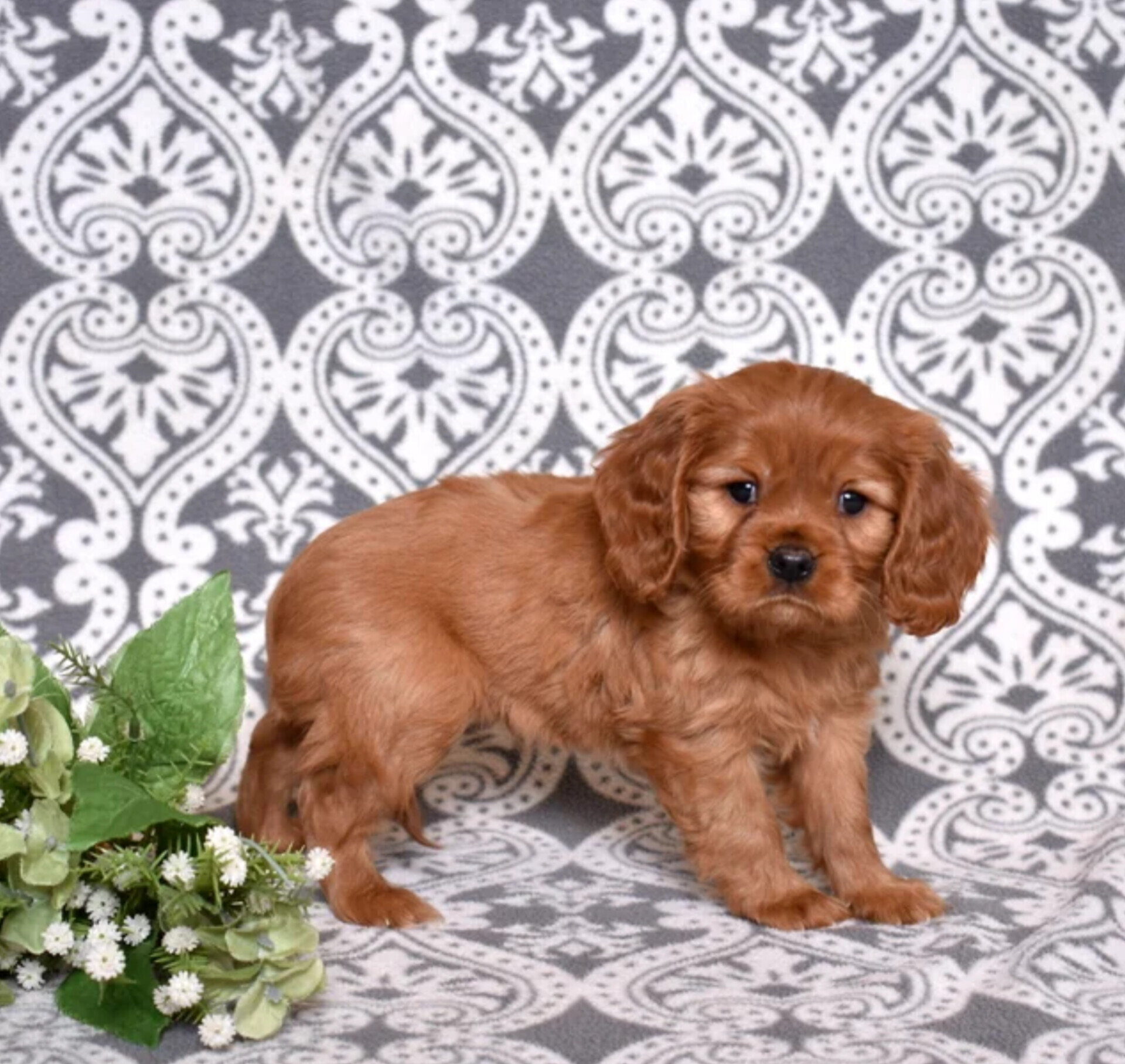 Charlie Cavalier King Charles Spaniel image 3