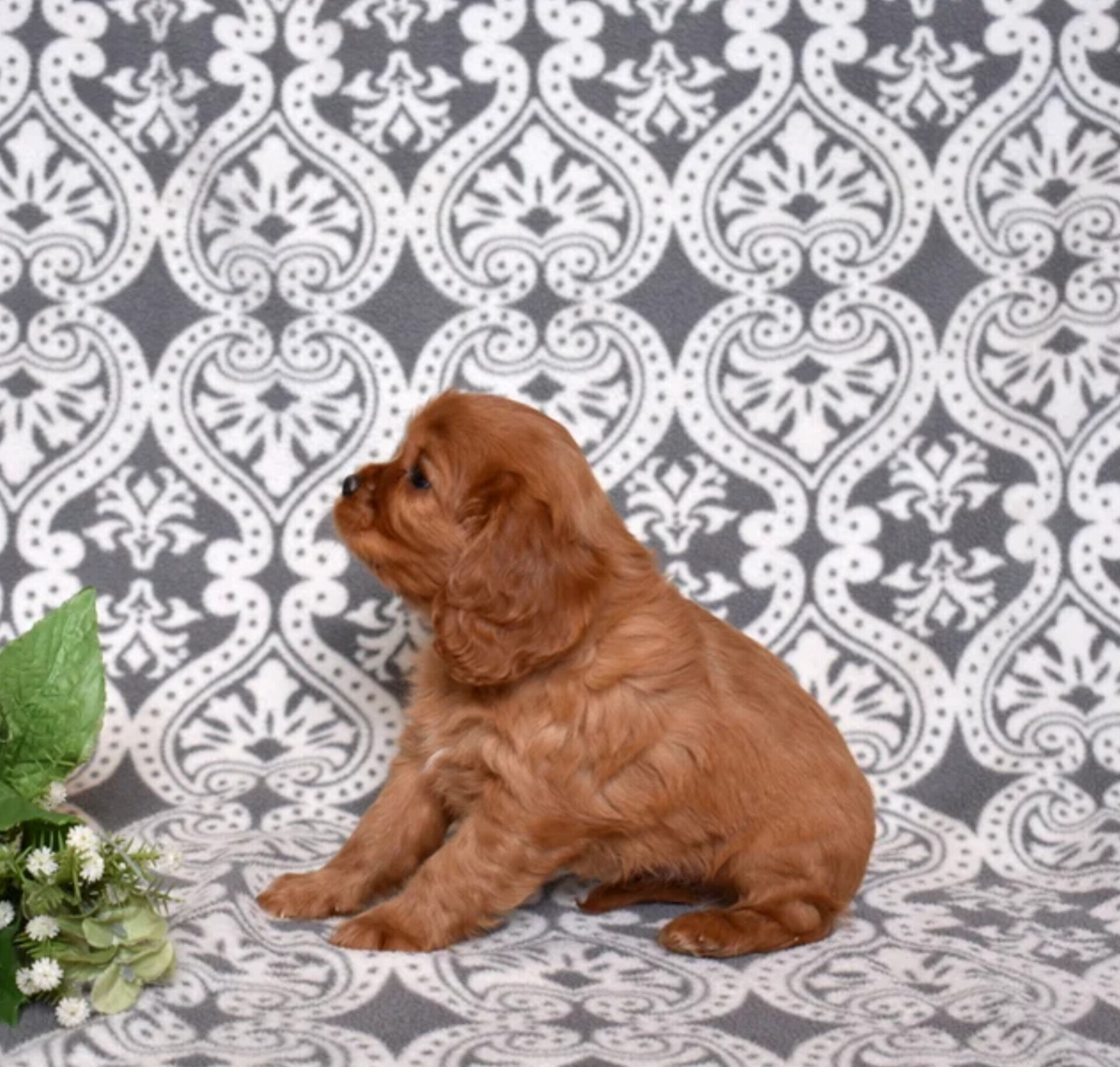 Female Cavalier King Charles Spaniel image 1