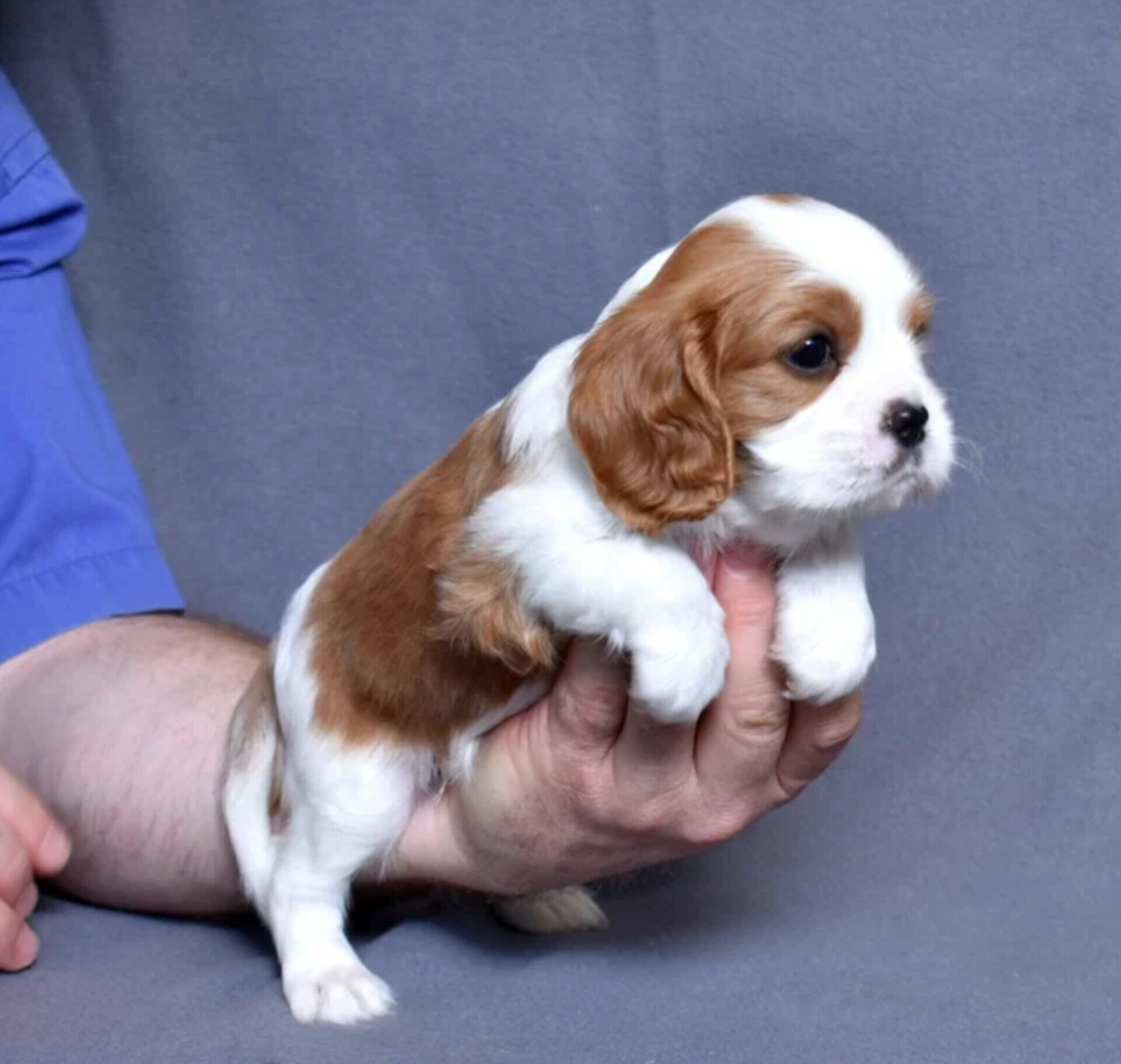 Joseph Cavalier King Charles Spaniel image 1
