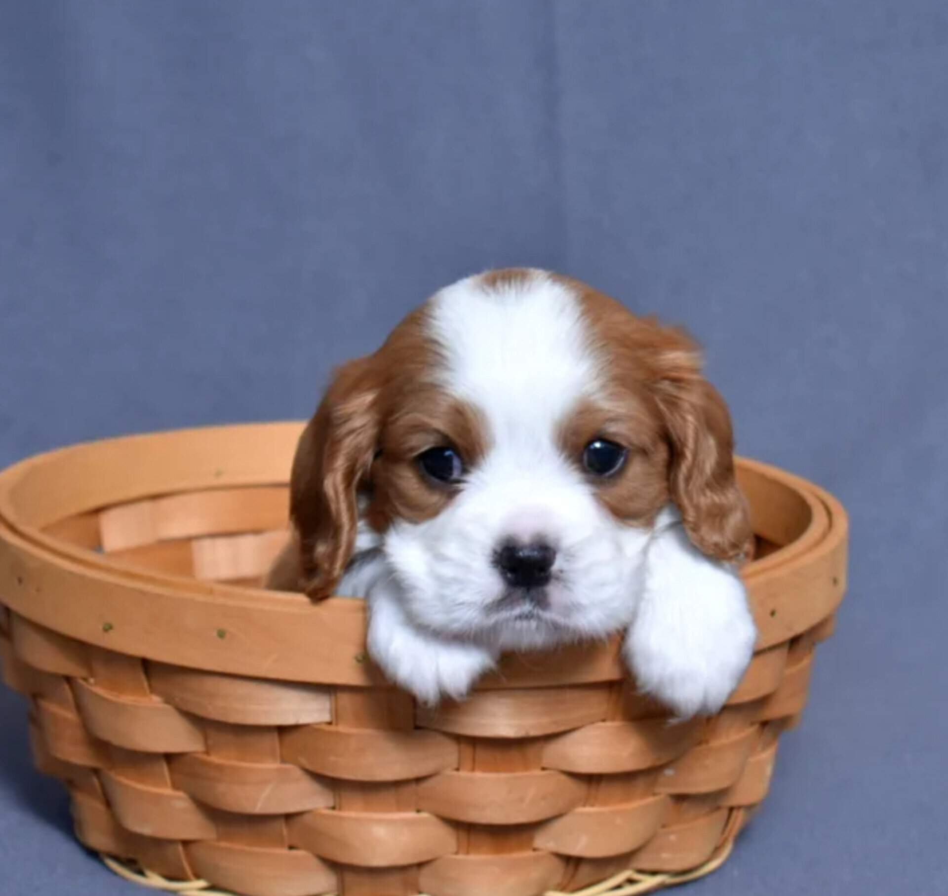 Joseph Cavalier King Charles Spaniel image 2