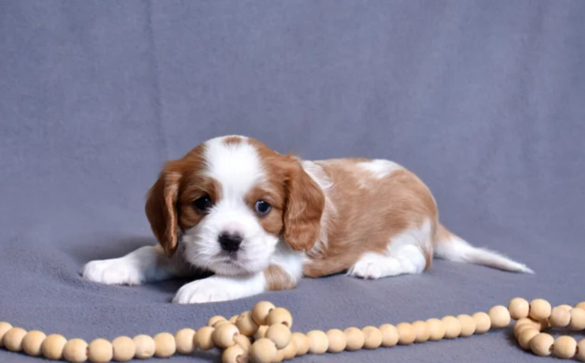 Joseph Cavalier King Charles Spaniel image 3