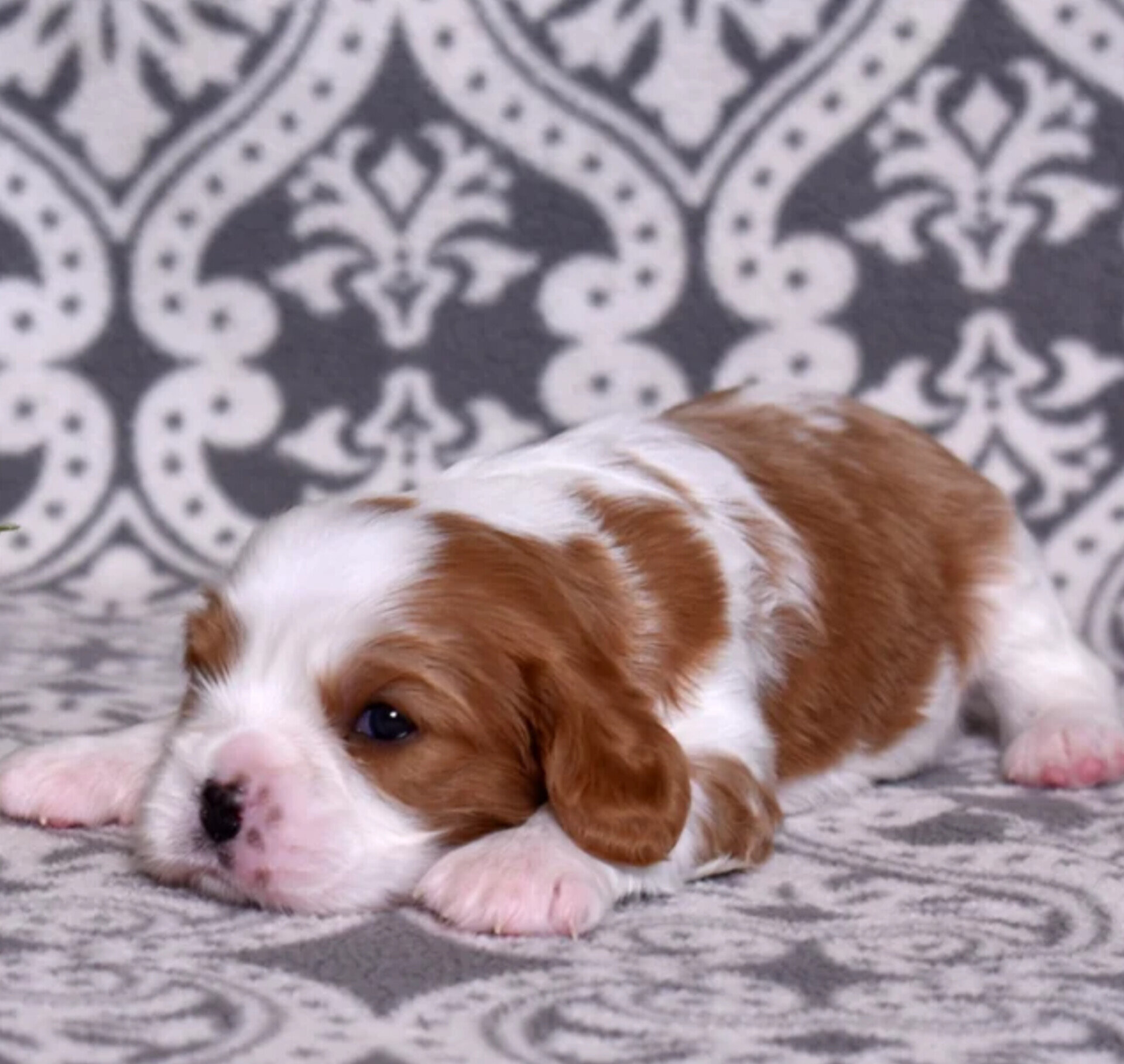 Joseph Cavalier King Charles Spaniel image 4