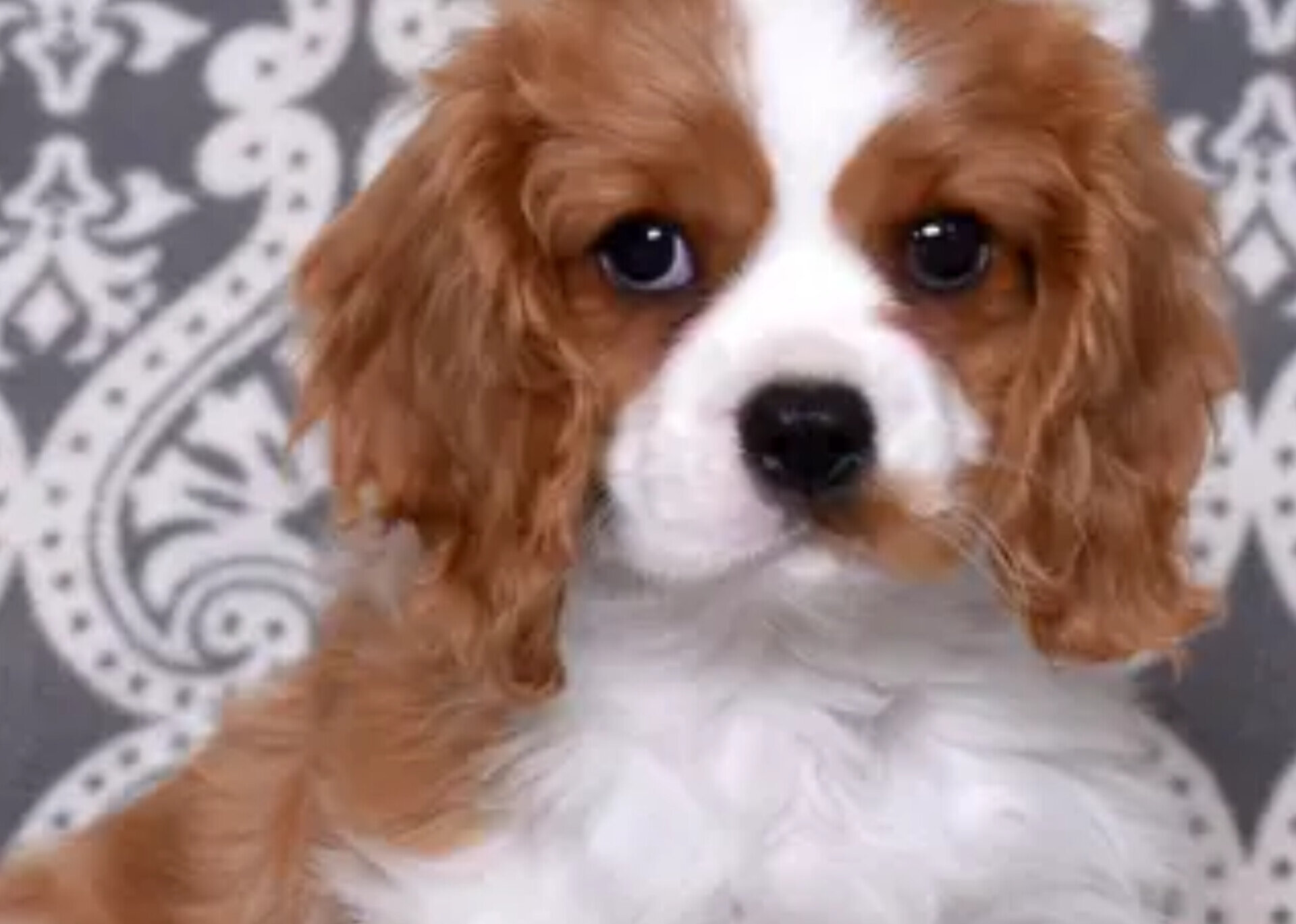 Akc Cavalier King Charles Spaniel image 1