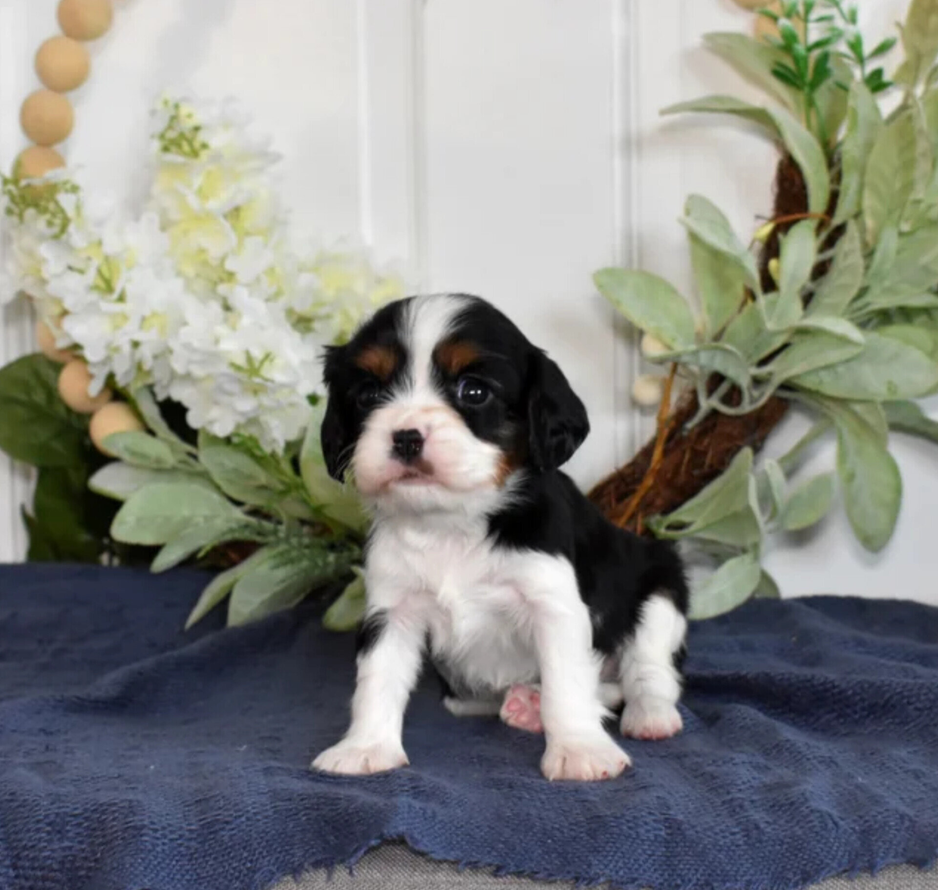 Peanut Cavalier King Charles Spaniel image 2