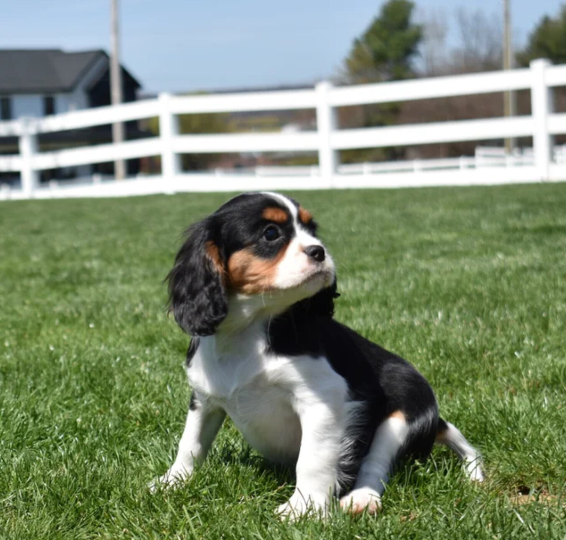 Peanut Cavalier King Charles Spaniel image 3