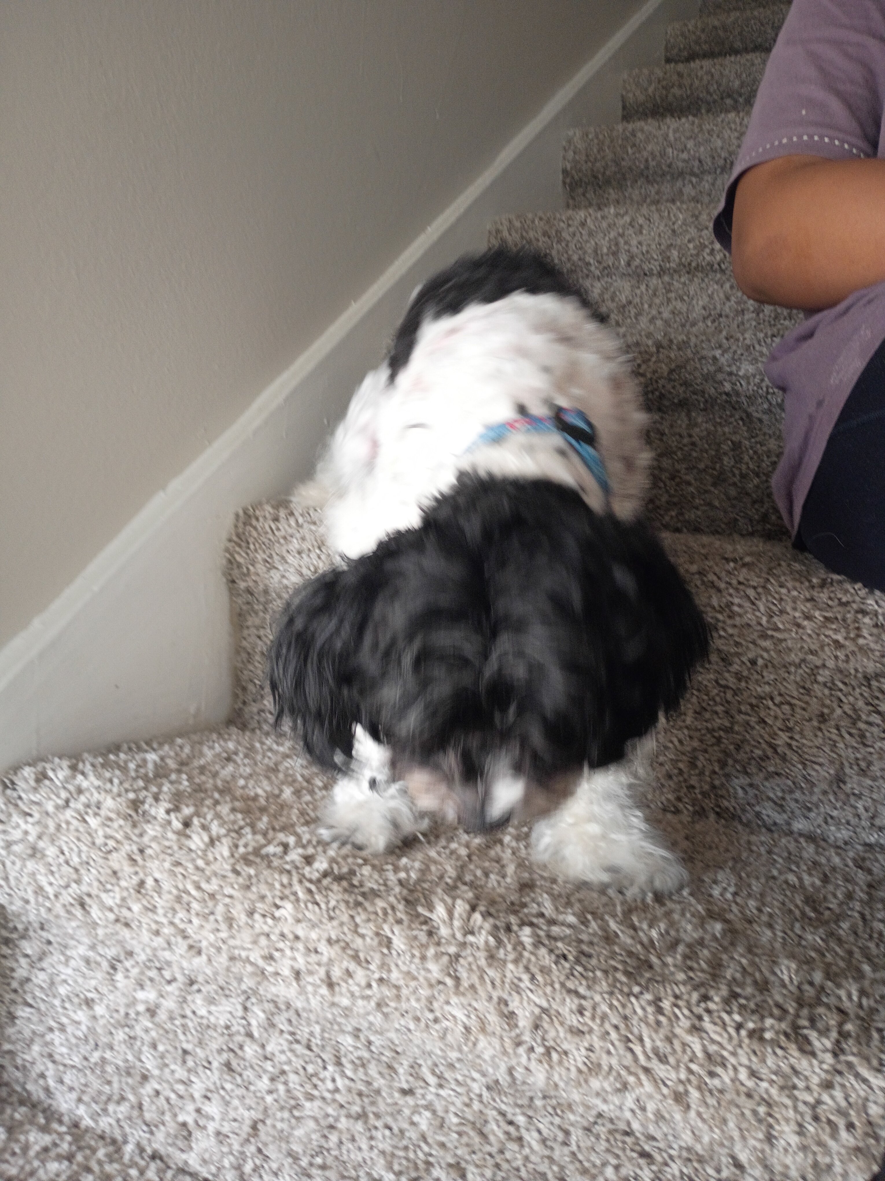Shih Tzu terrier image 2