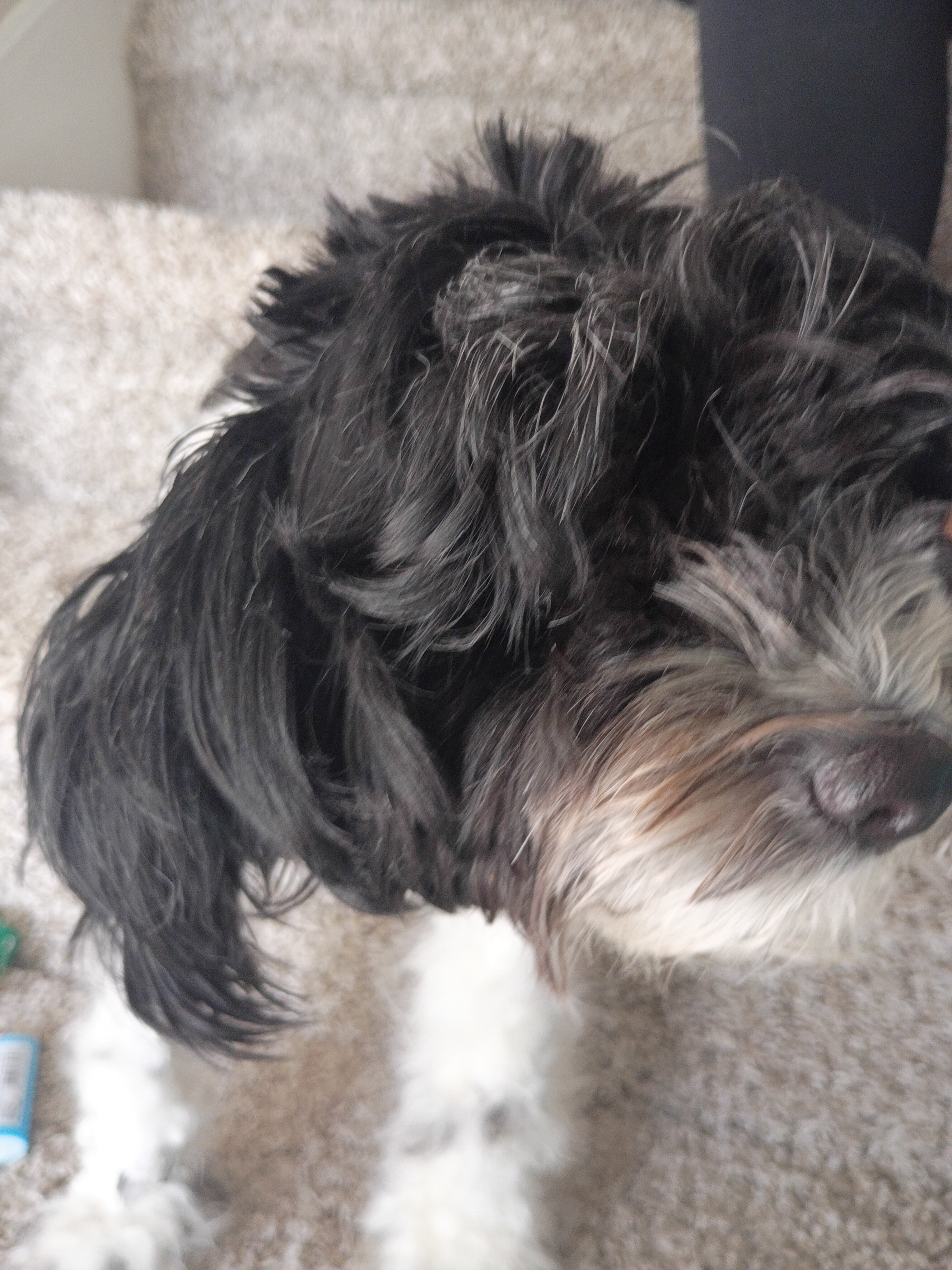 Shih Tzu terrier image 1