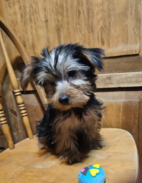Yorkie Puppies image 4