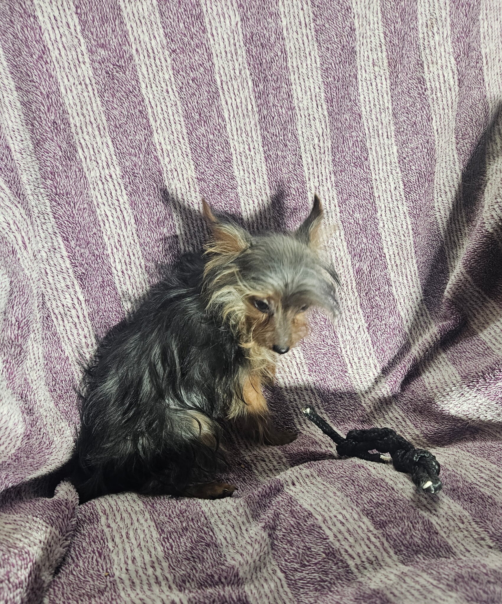 Yorkie Puppies image 5