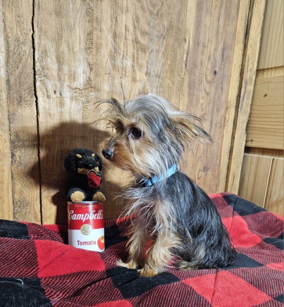 Yorkie Puppies image 1