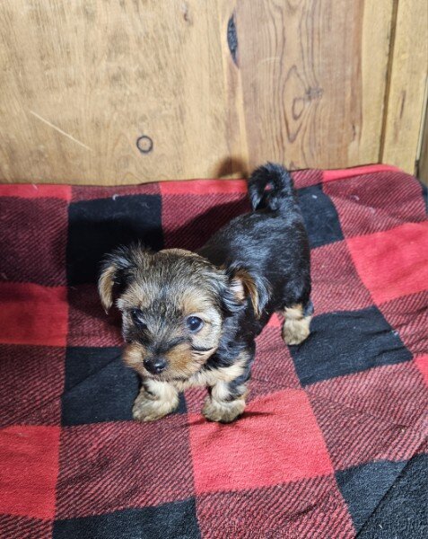 Yorkie Puppies image 2