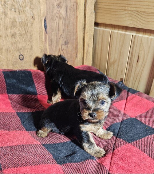 Yorkie Puppies image 6