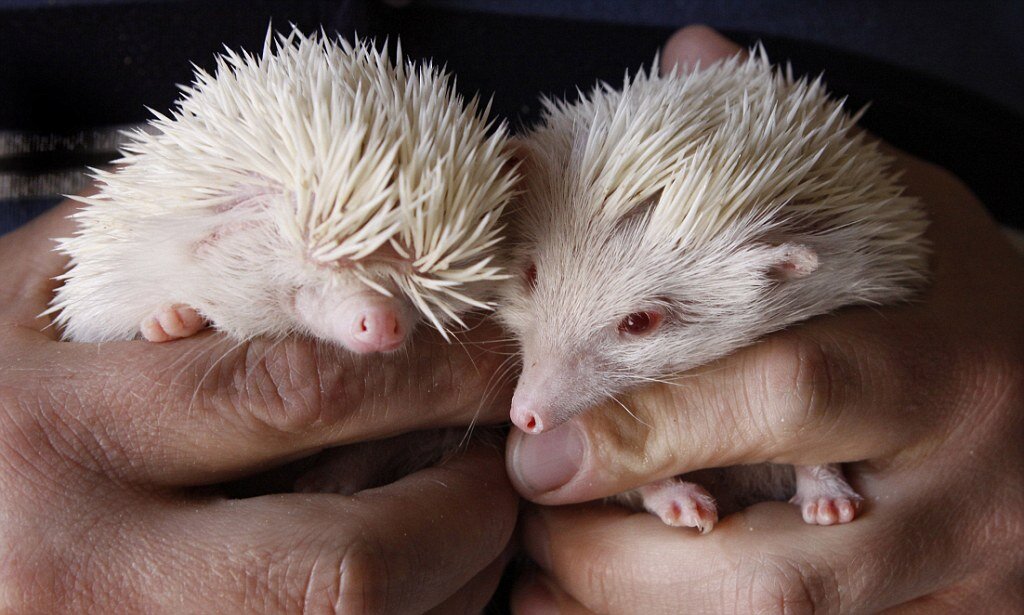 Baby hedgehogs image 1