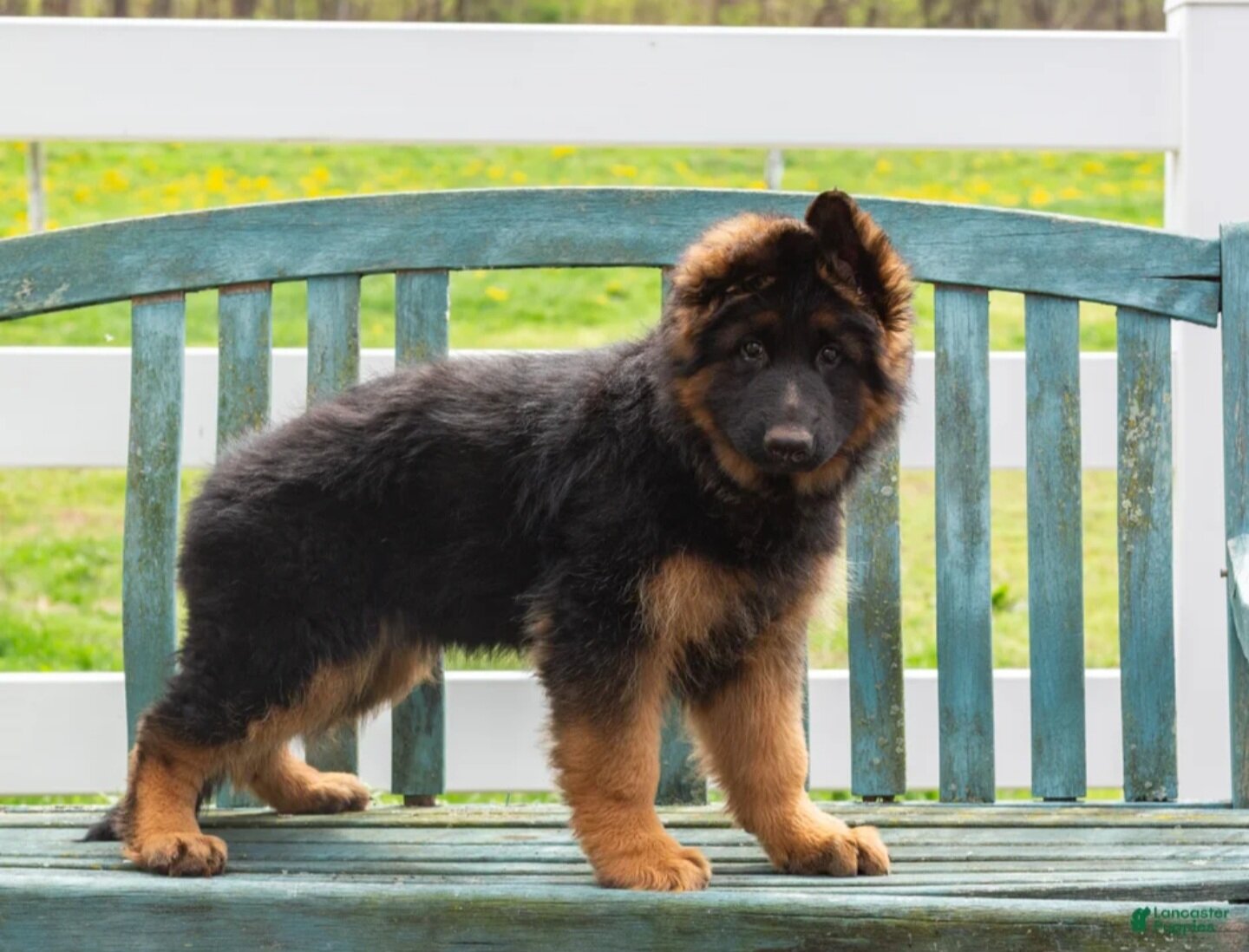 German shepherd puppy image 2