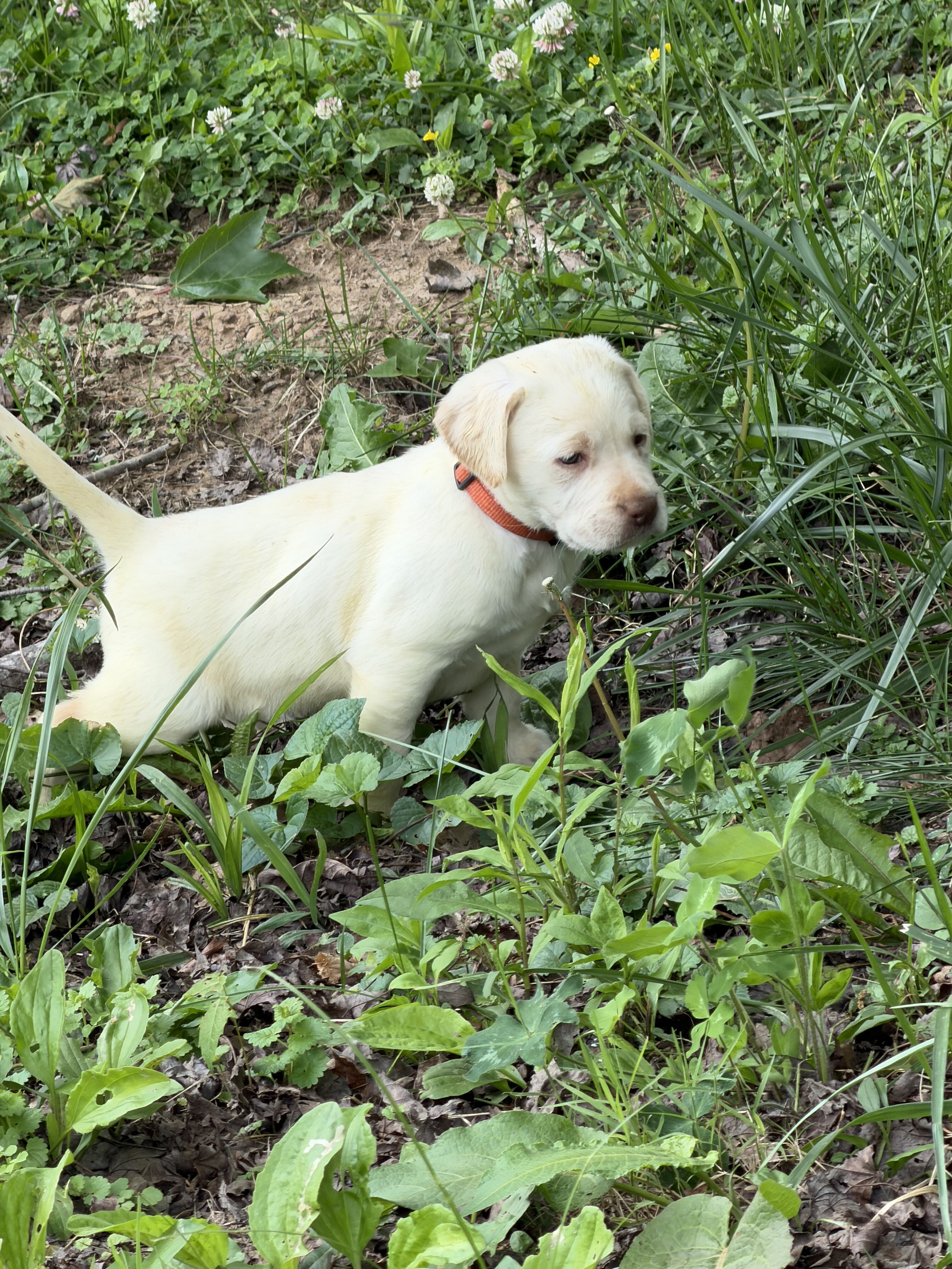 Labrador Retrievers image 6