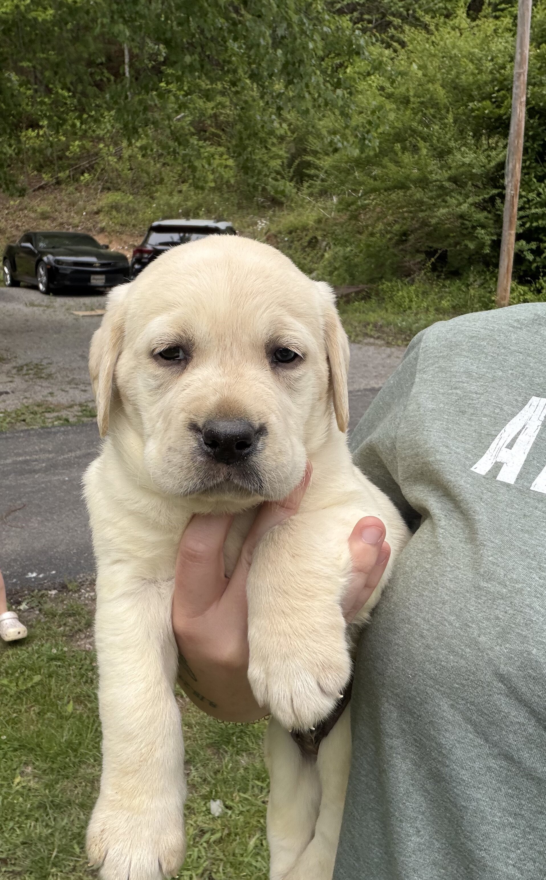 Labrador Retrievers image 8