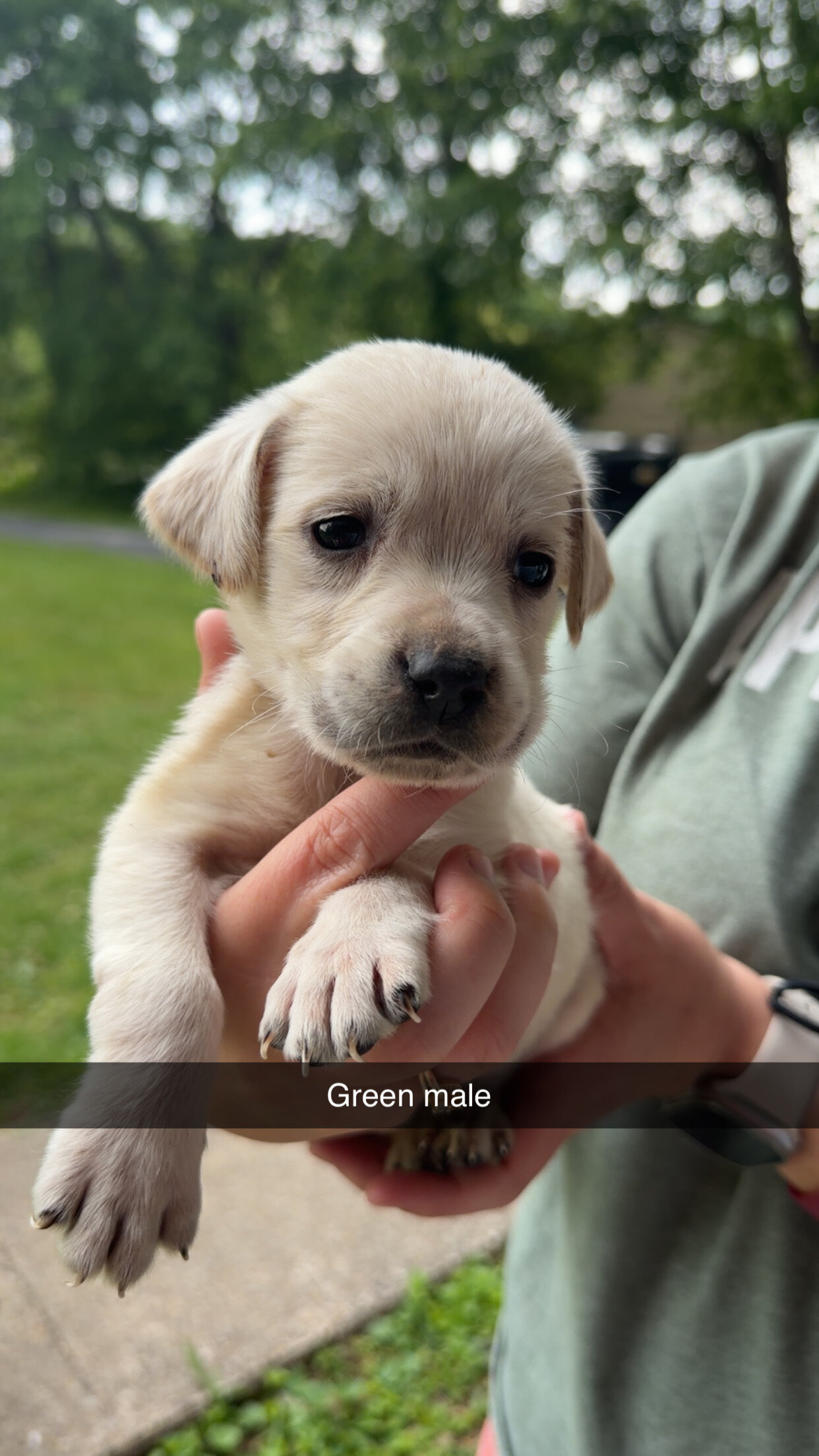Labrador Retrievers image 5