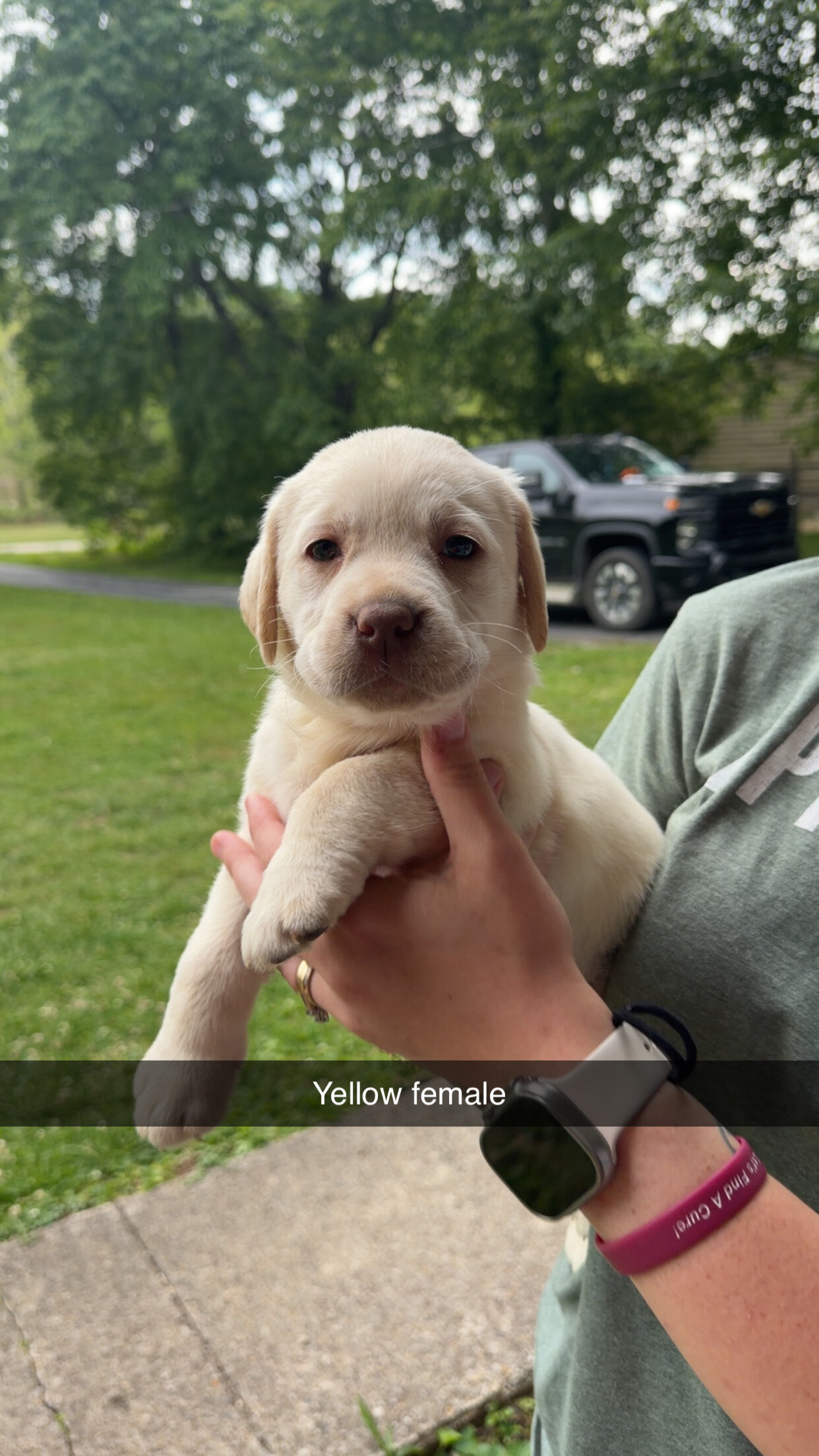 Labrador Retrievers image 4