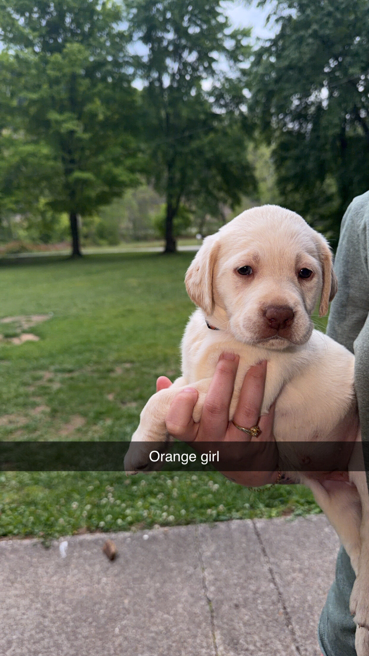 Labrador Retrievers image 3