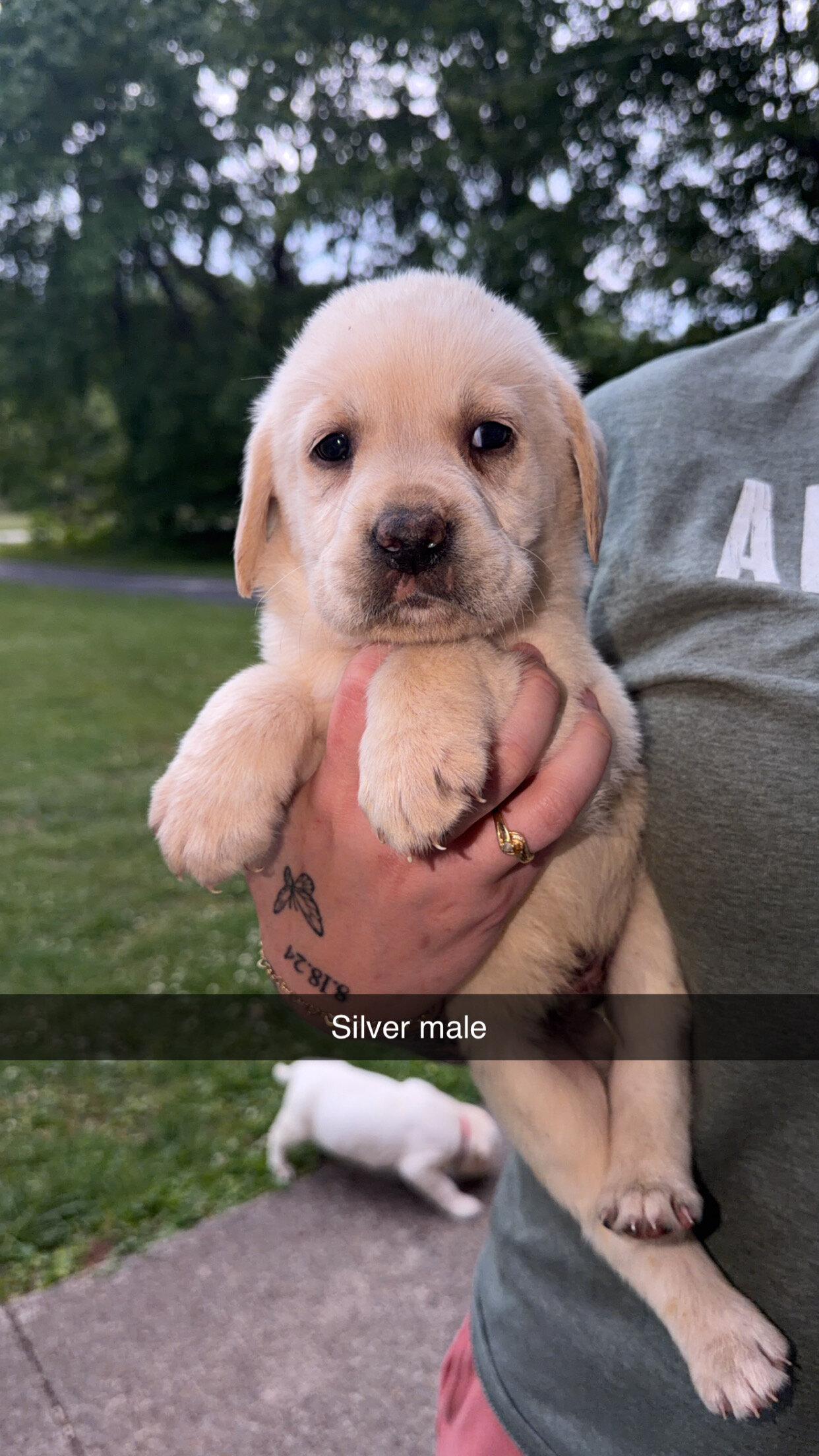 Labrador Retrievers image 2