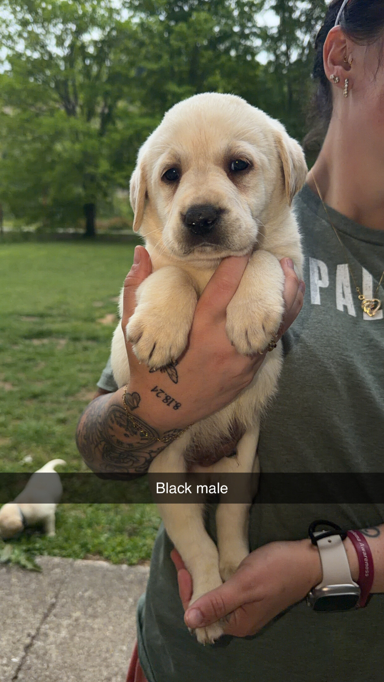 Labrador Retrievers image 1