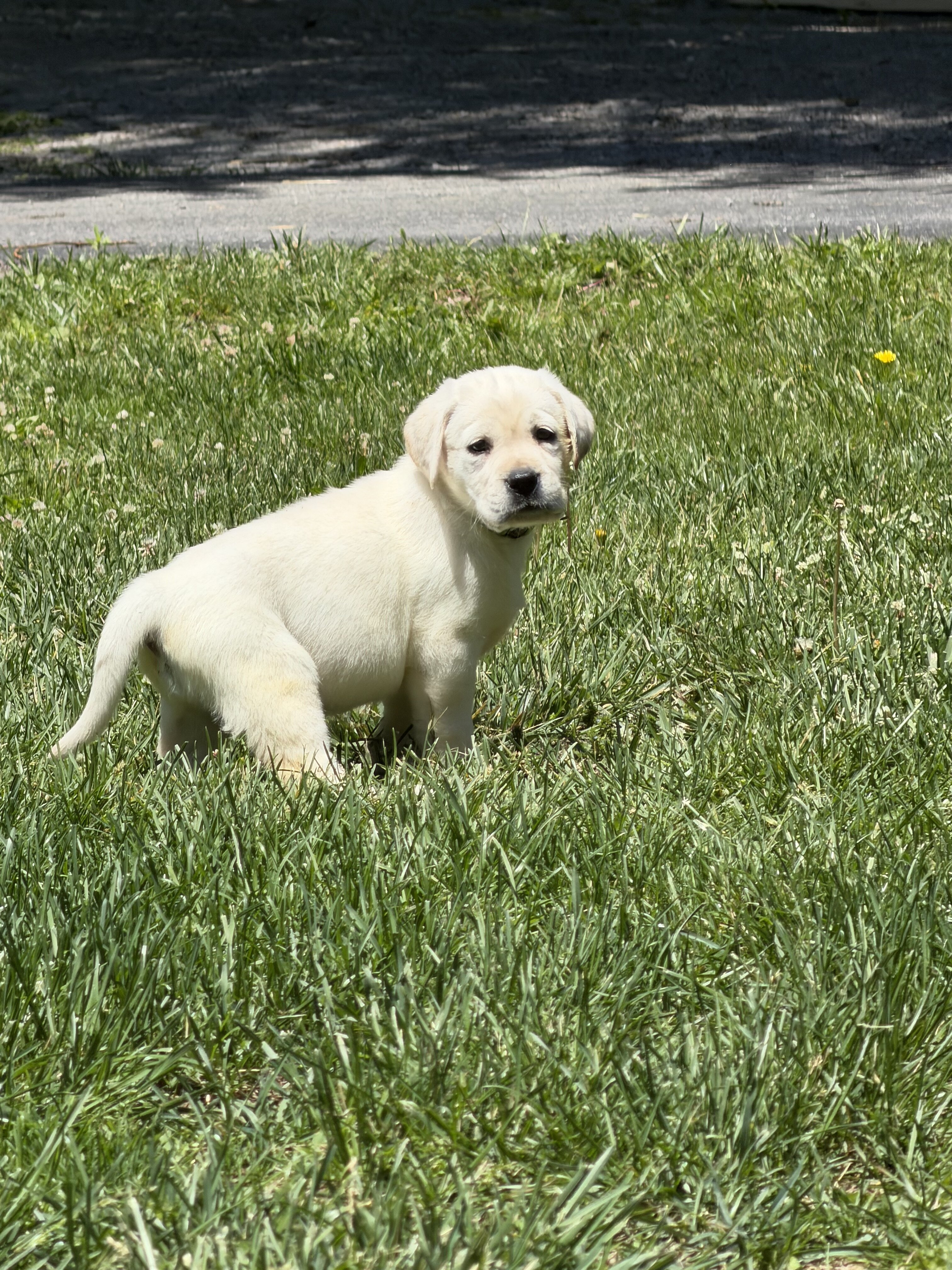 Labrador Retrievers image 7