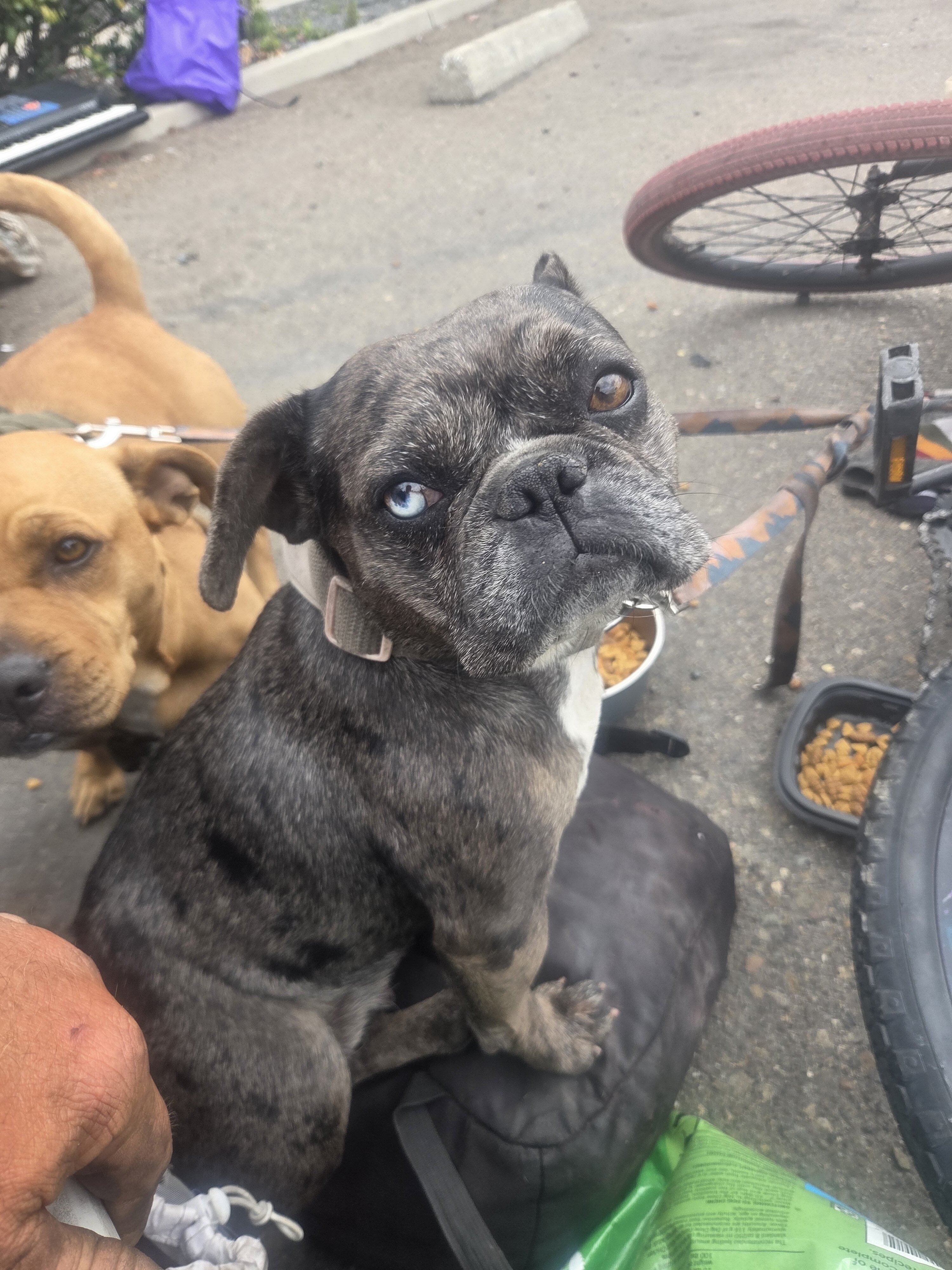 French bulldog image 2