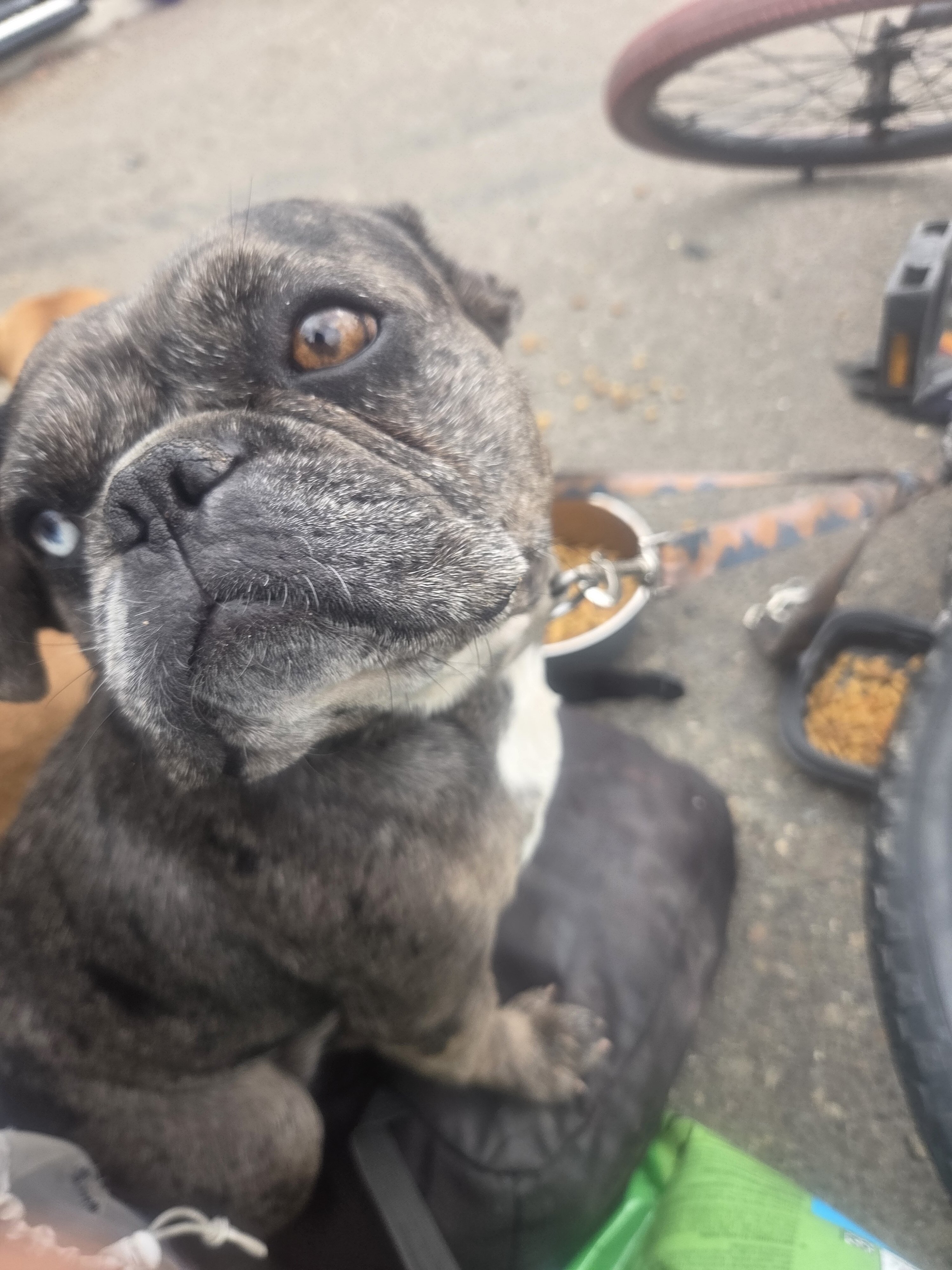 French bulldog image 1