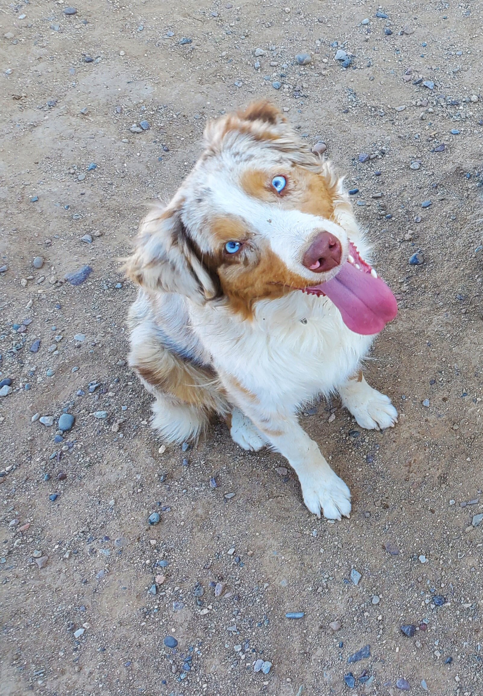 Red Merle Australian Shepherd Female image 1
