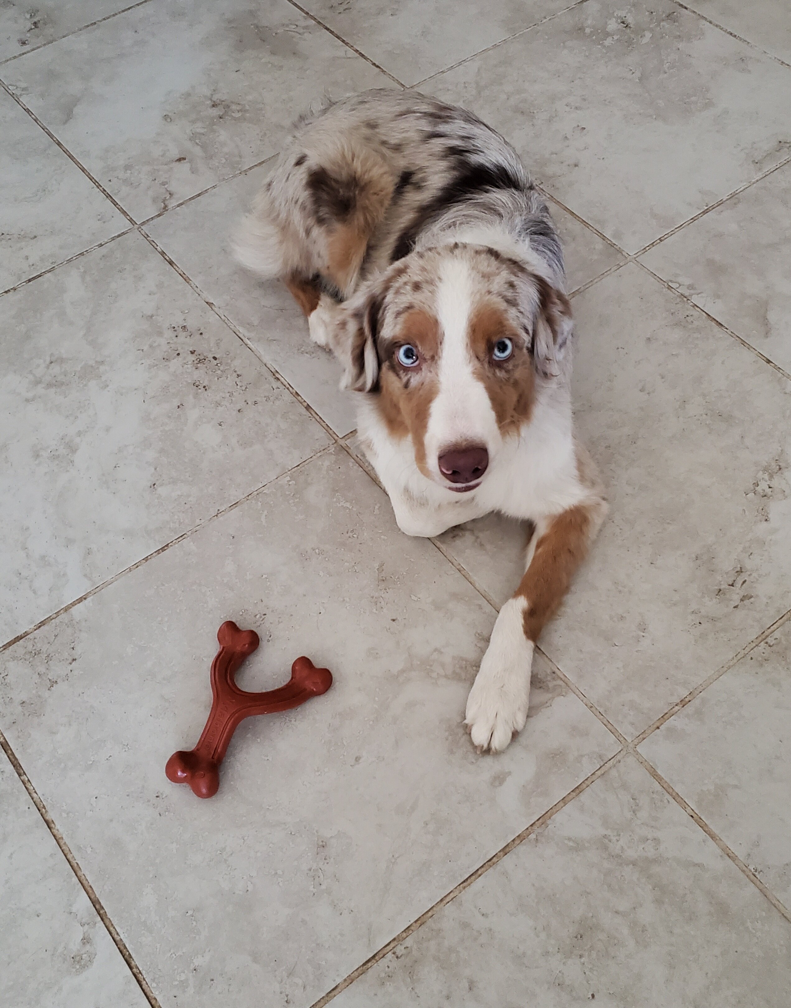 Red Merle Australian Shepherd Female image 5