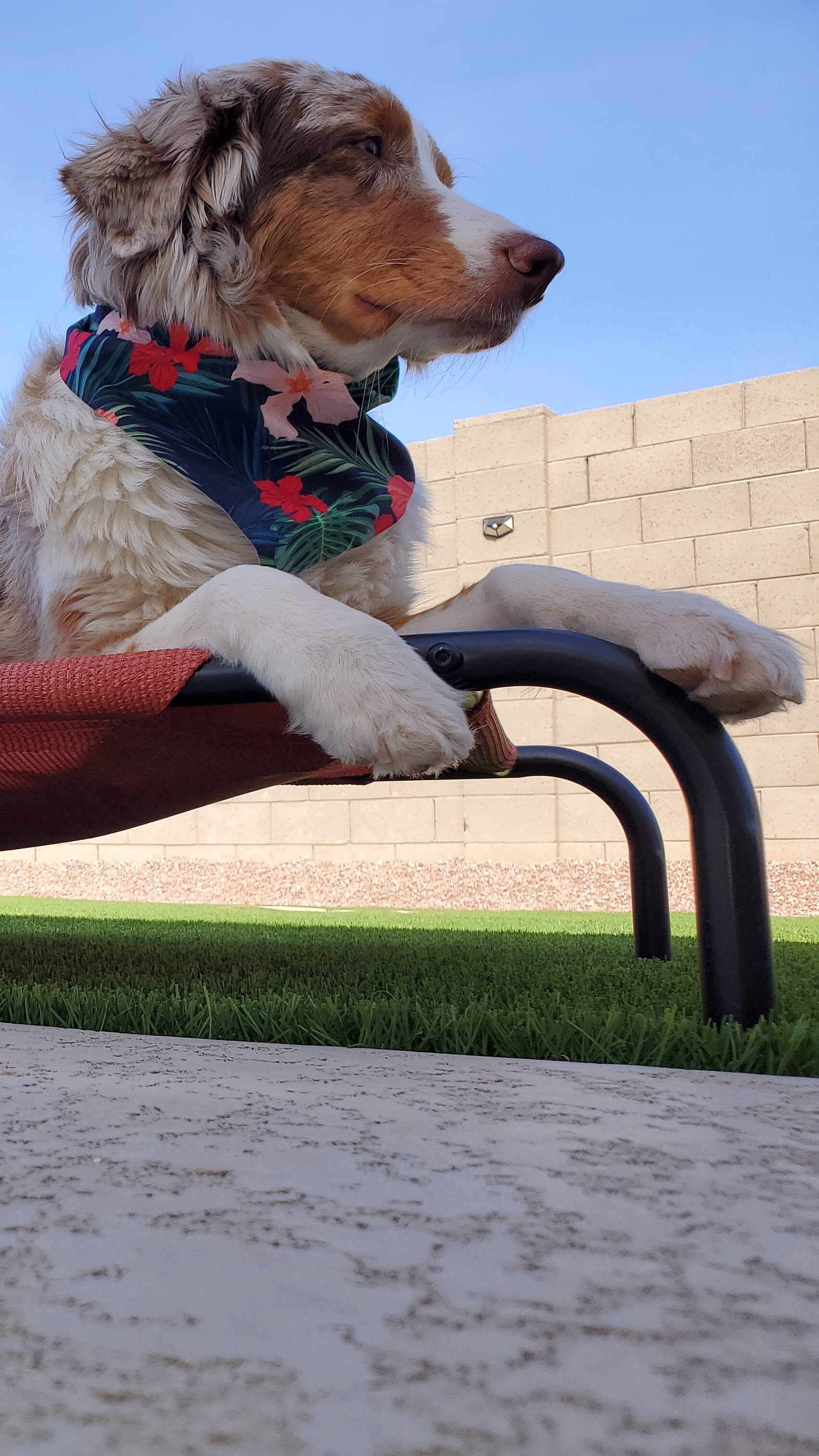 Red Merle Australian Shepherd Female image 4