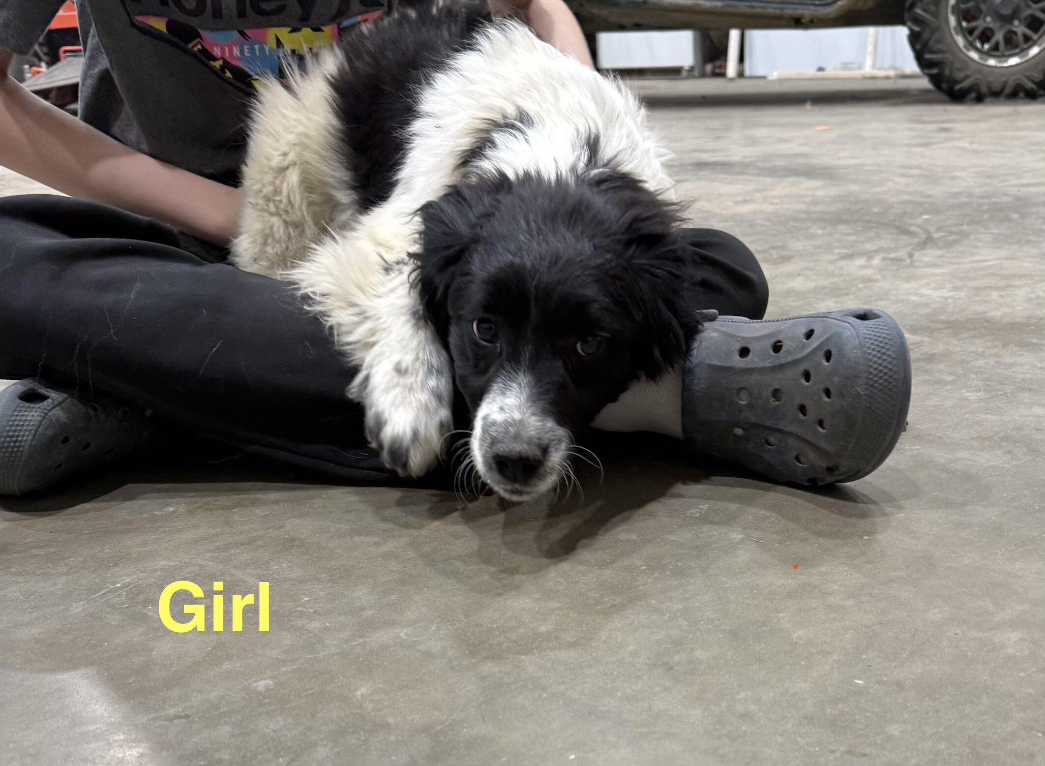 Mix Breed Pups image 4