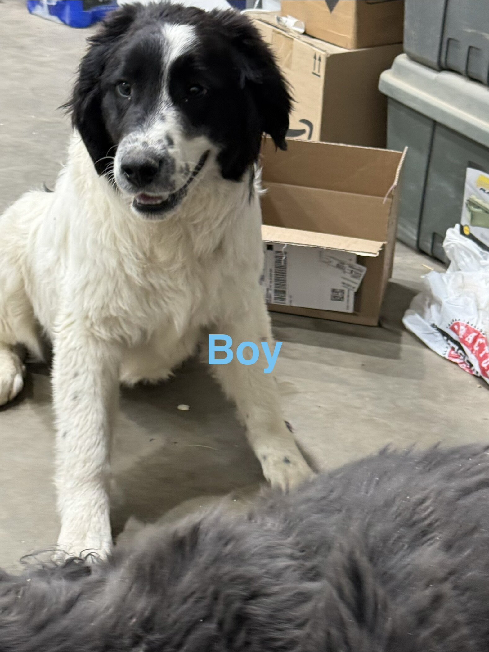 Mix Breed Pups image 3