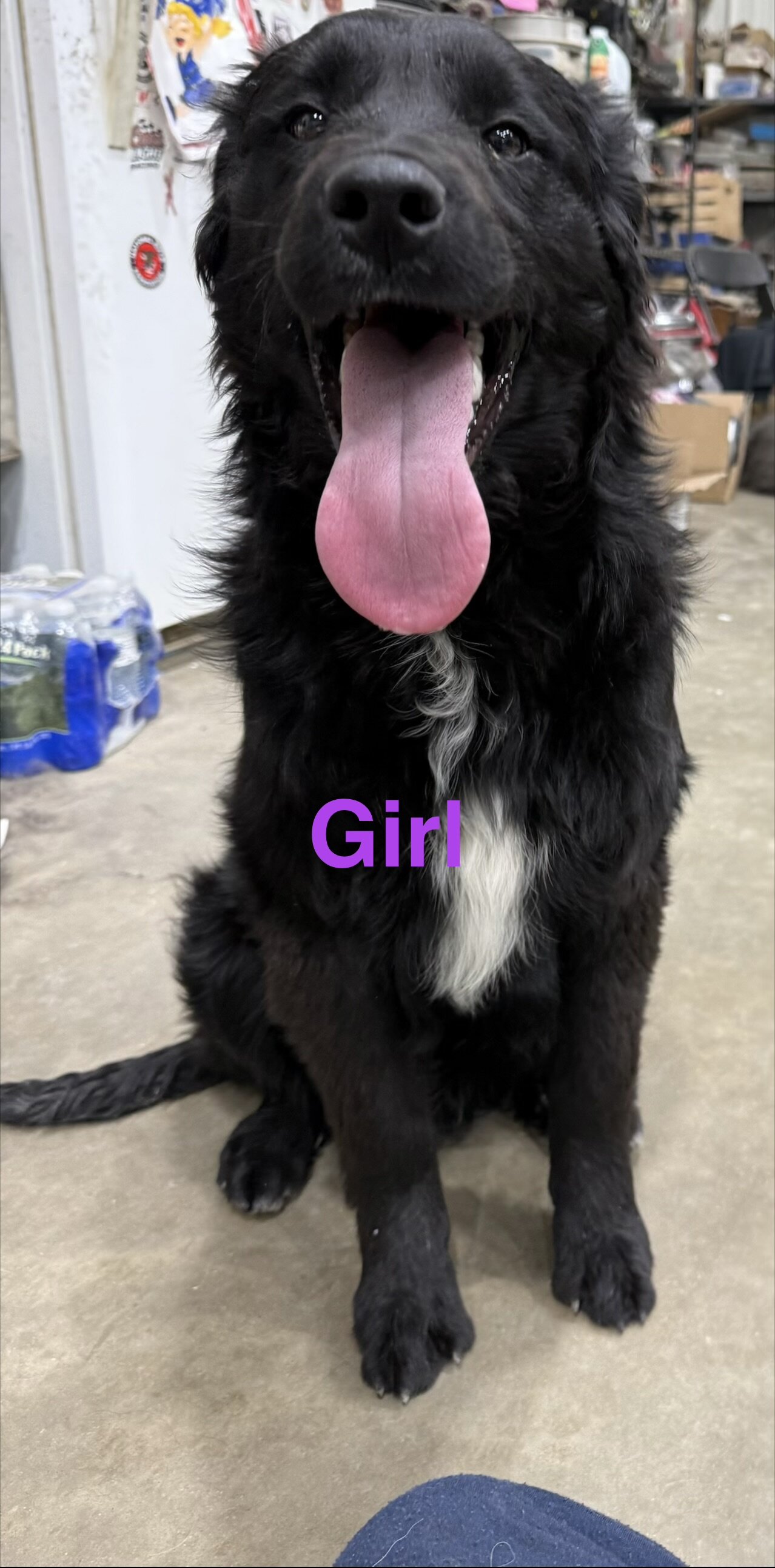 Mix Breed Pups image 2