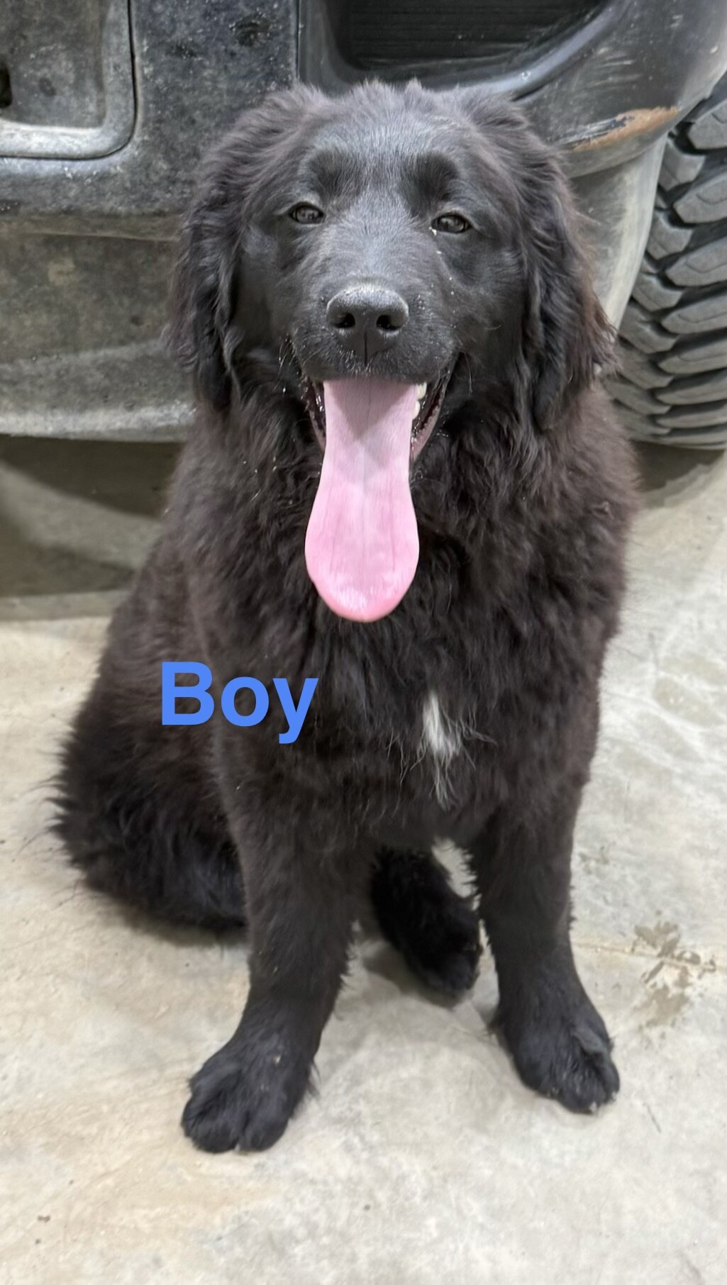 Mix Breed Pups image 1