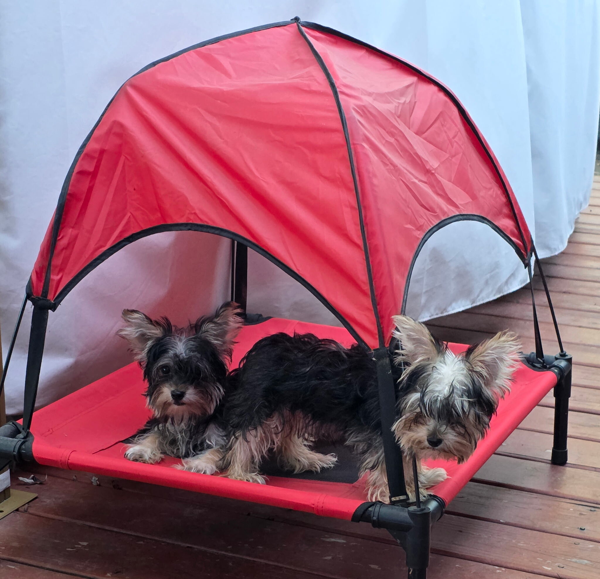 Sindel - yorkie image 3