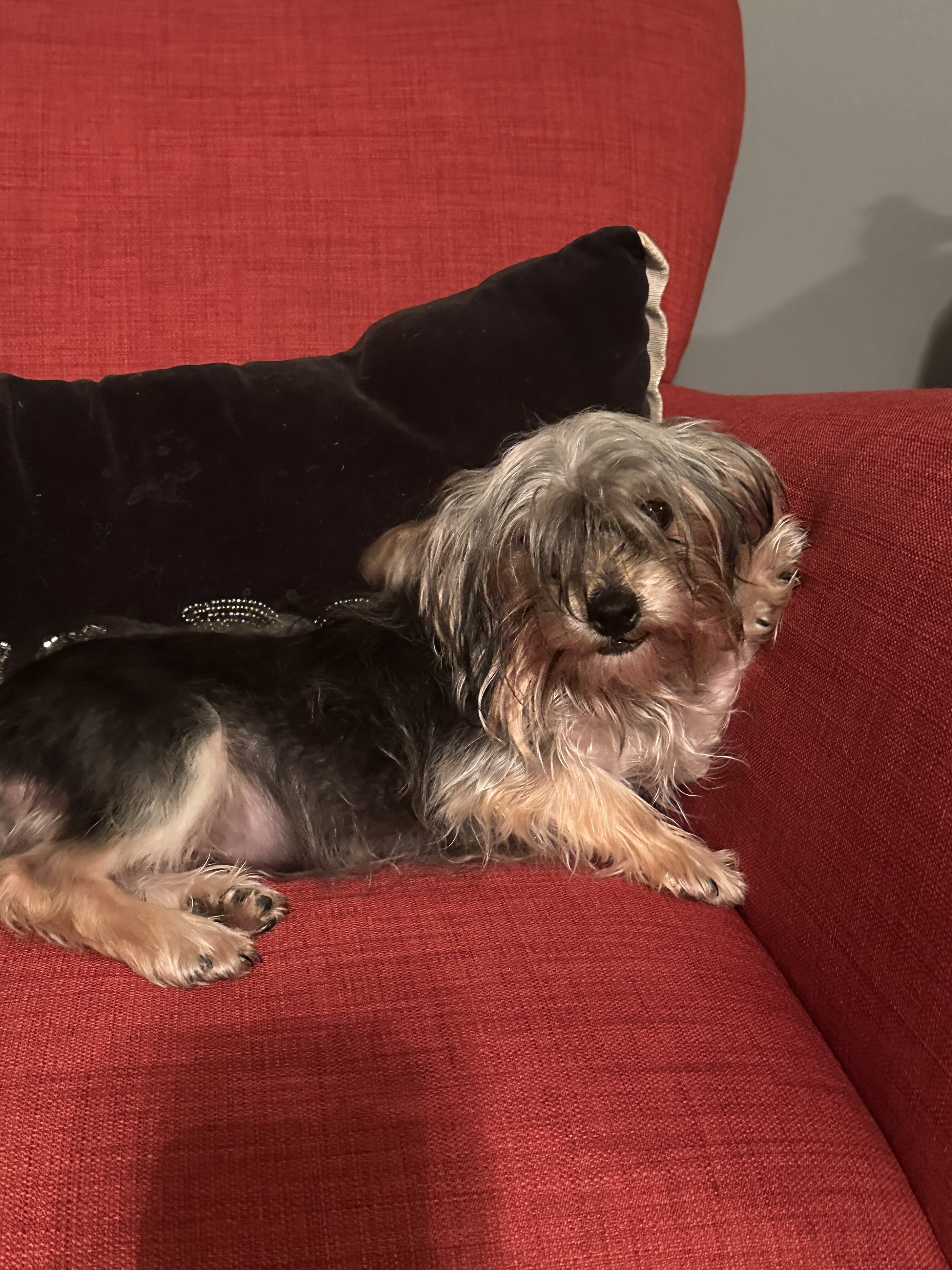 Sindel - yorkie image 1