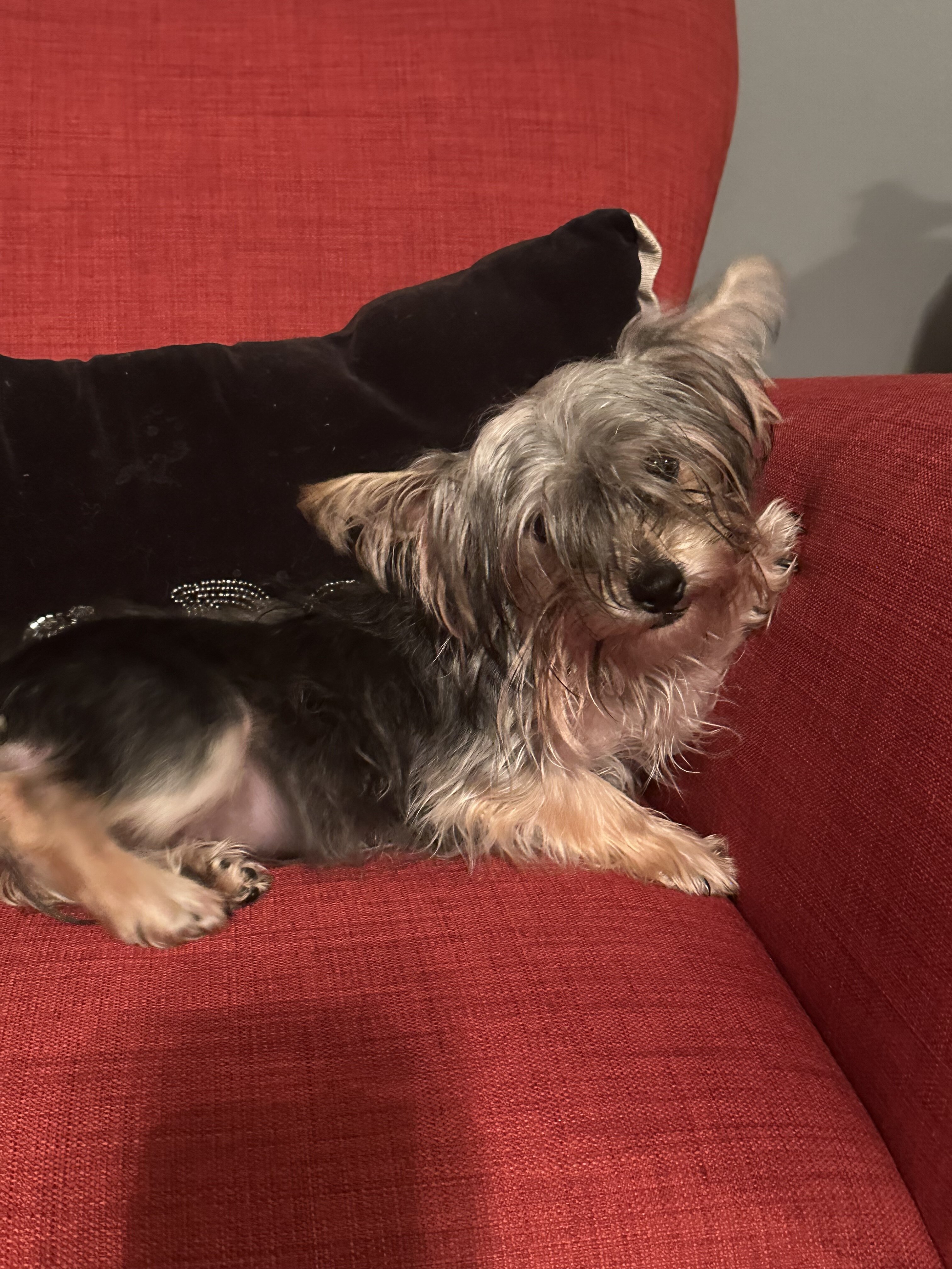 Sindel - yorkie image 2
