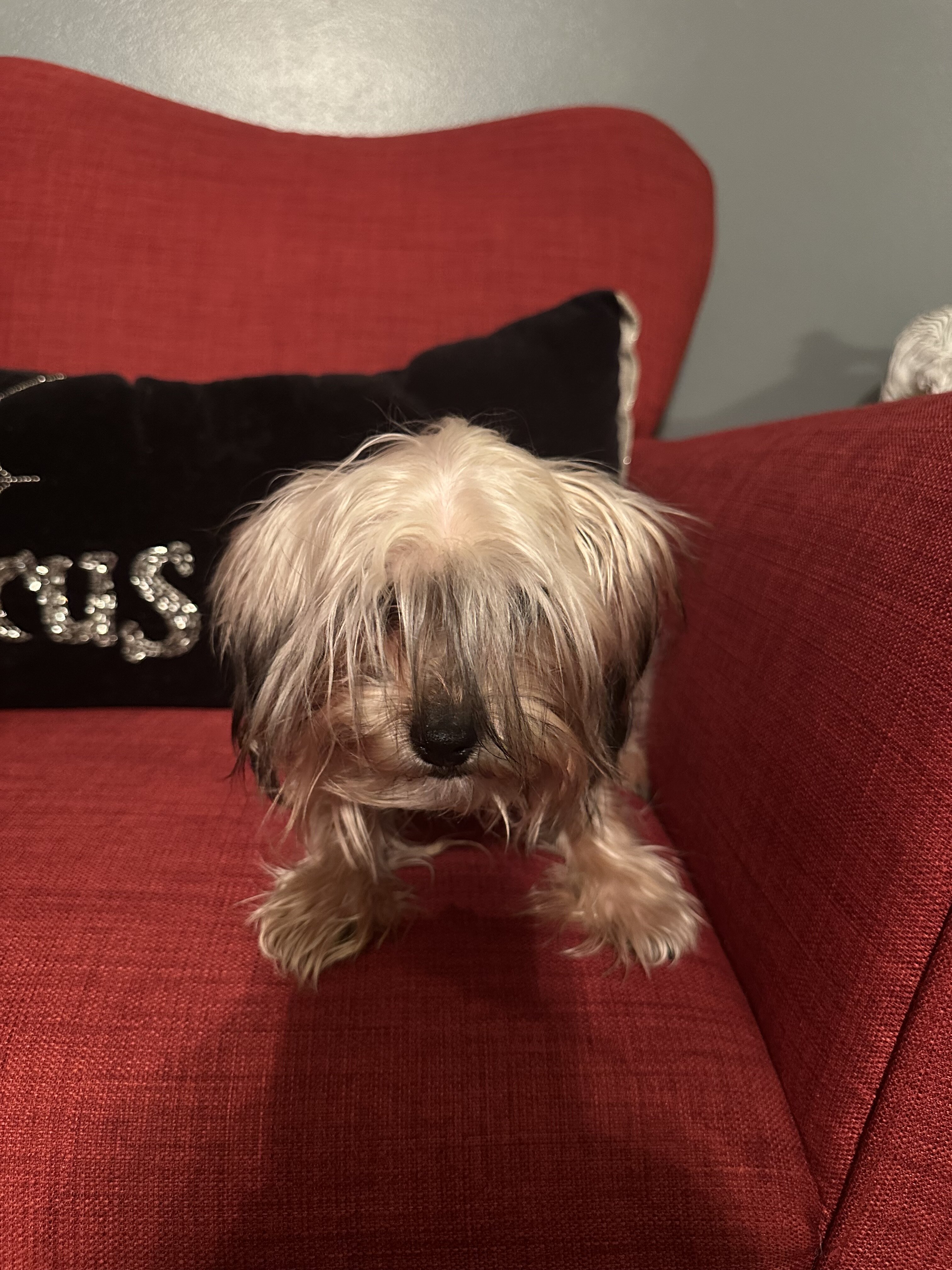 Peaches - yorkie image 1