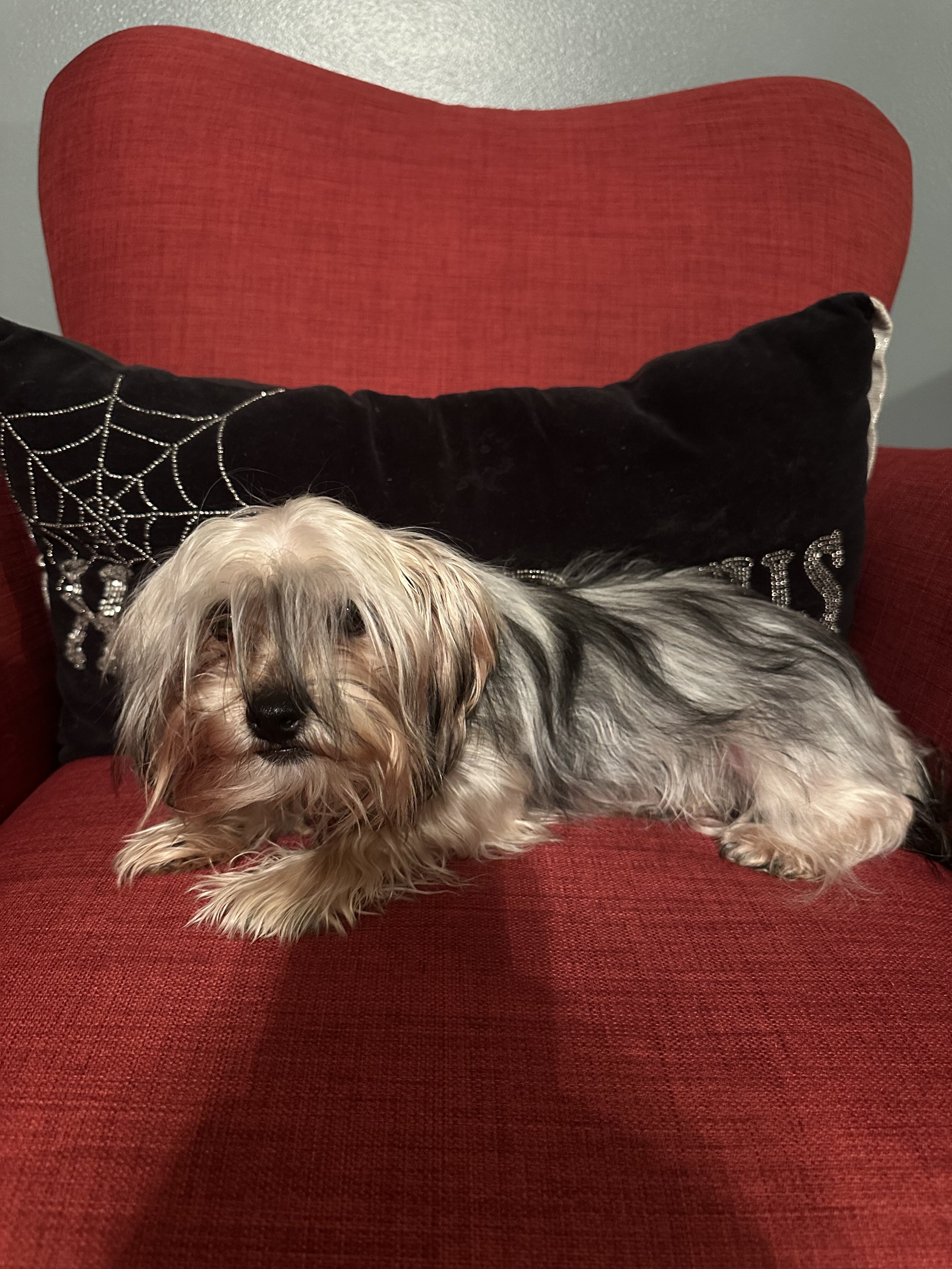 Peaches - yorkie image 2