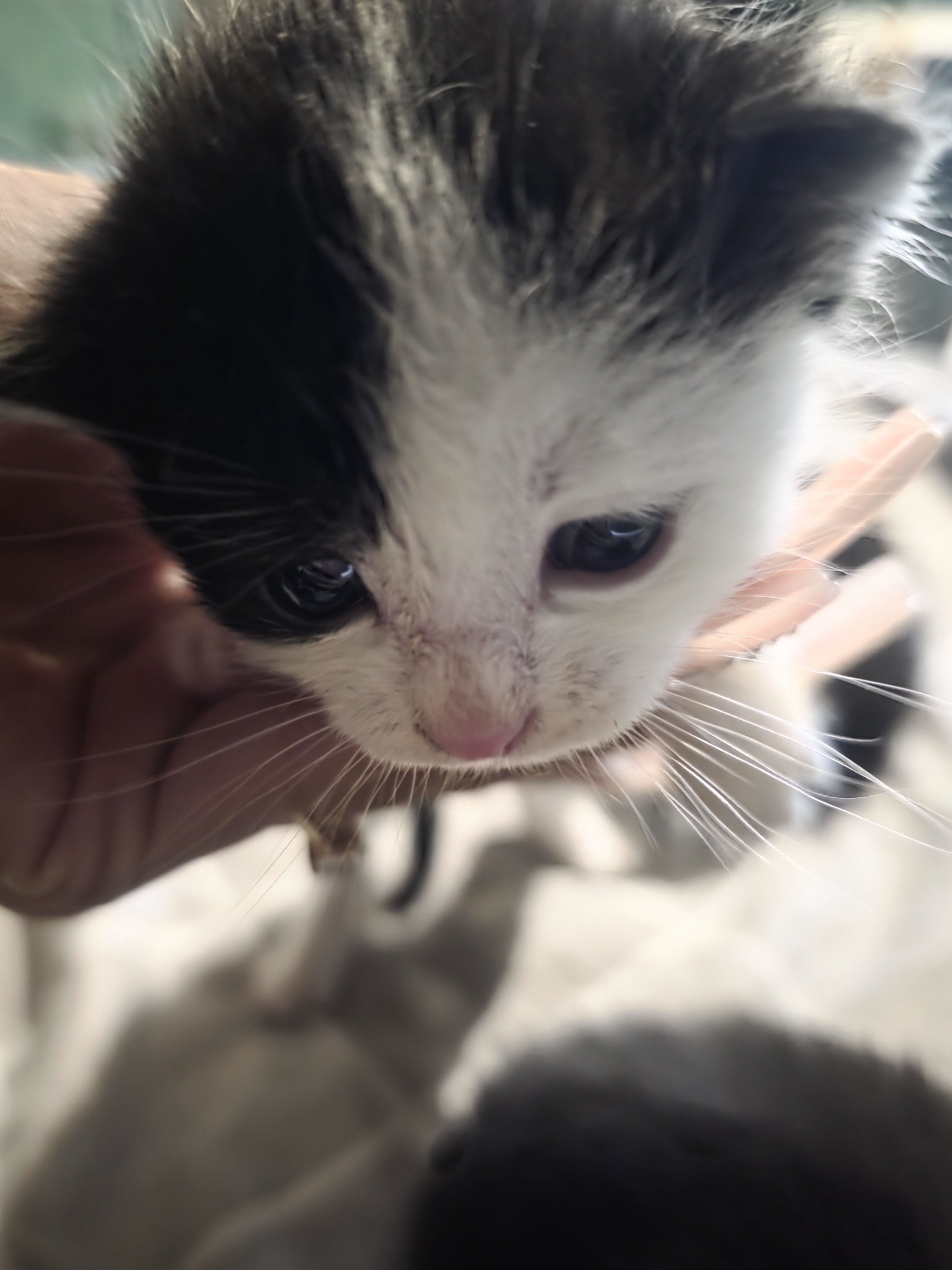 Kittens image 2