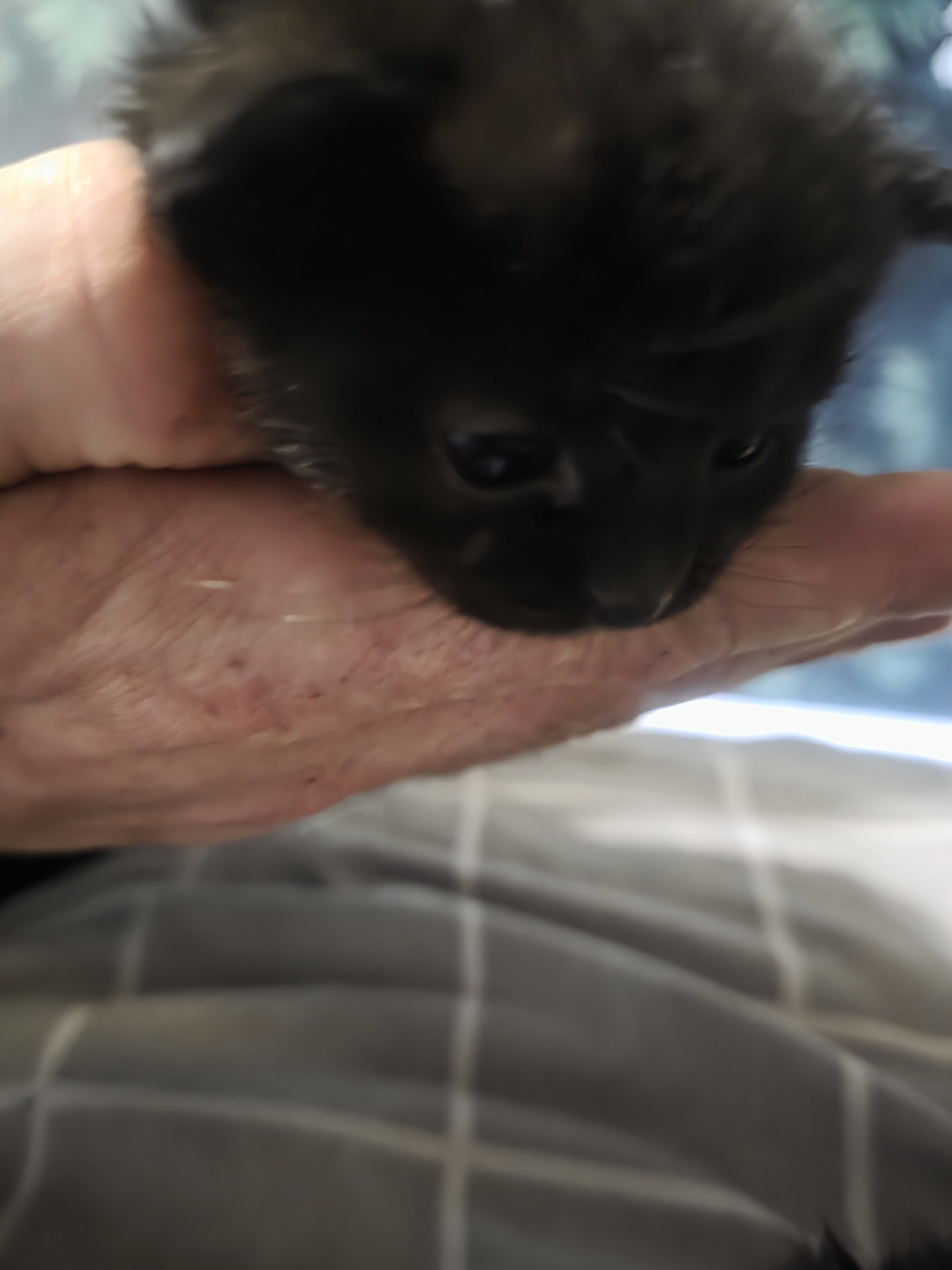 Kittens image 1